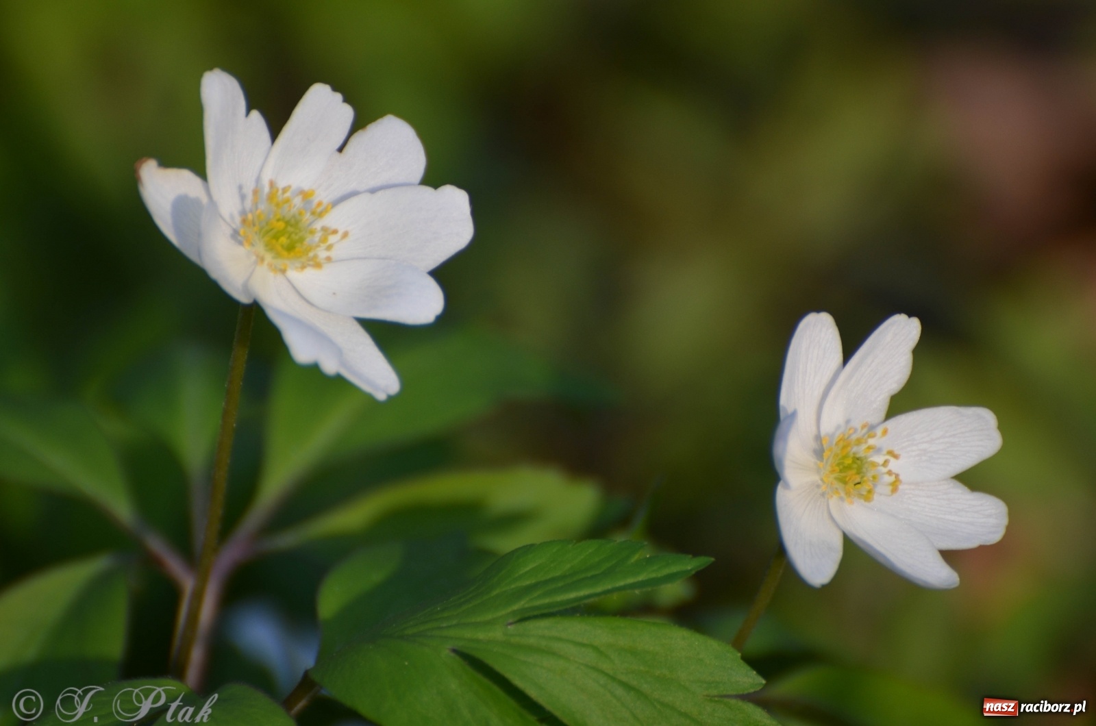 Zdjęcie w galerii na portalu naszraciborz.pl: Na Łężczoku coraz gwarniej. Przyroda budzi się do życia [FOTO] wiadomości z regionu