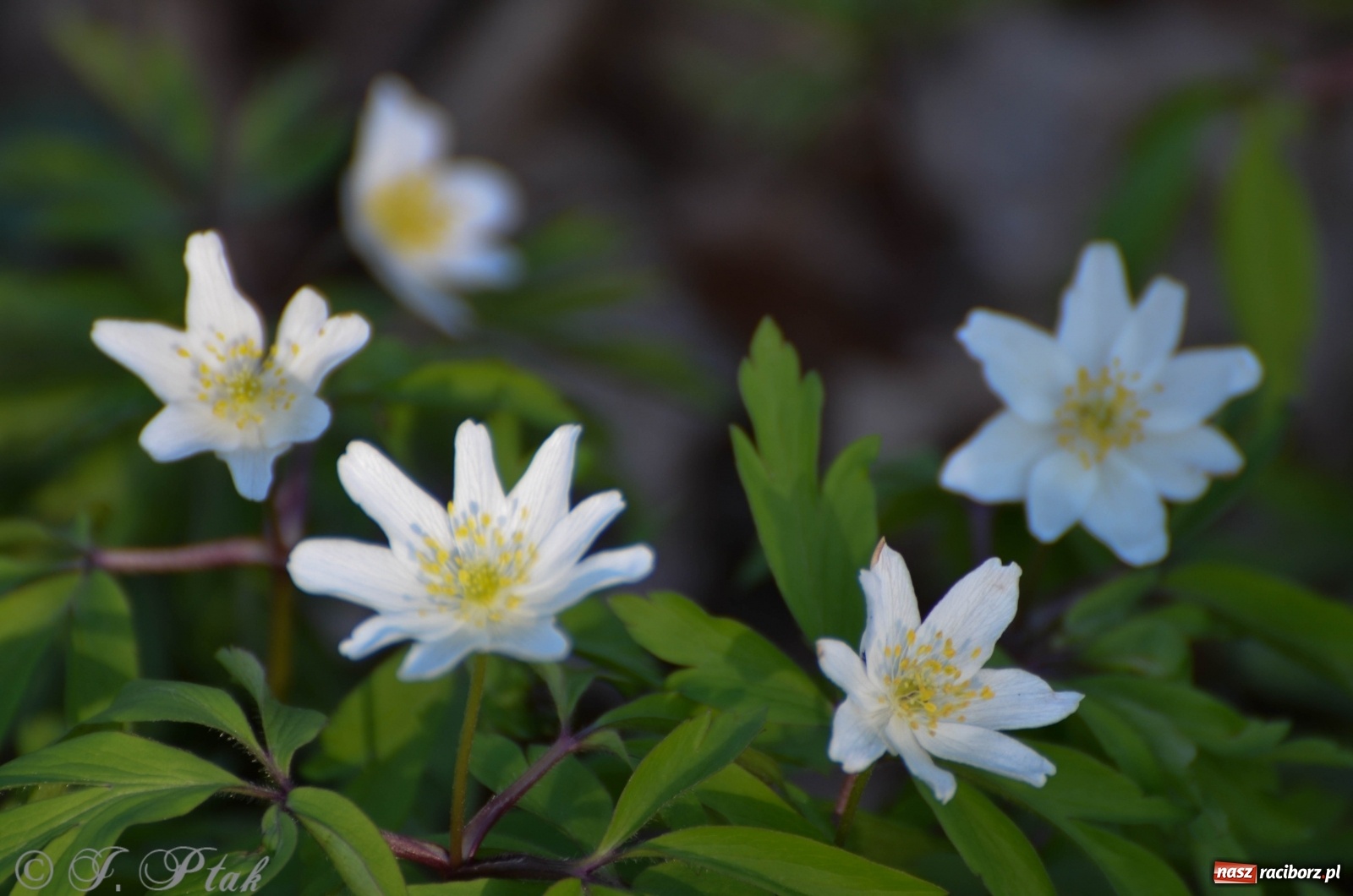 Zdjęcie w galerii na portalu naszraciborz.pl: Na Łężczoku coraz gwarniej. Przyroda budzi się do życia [FOTO] wiadomości z regionu