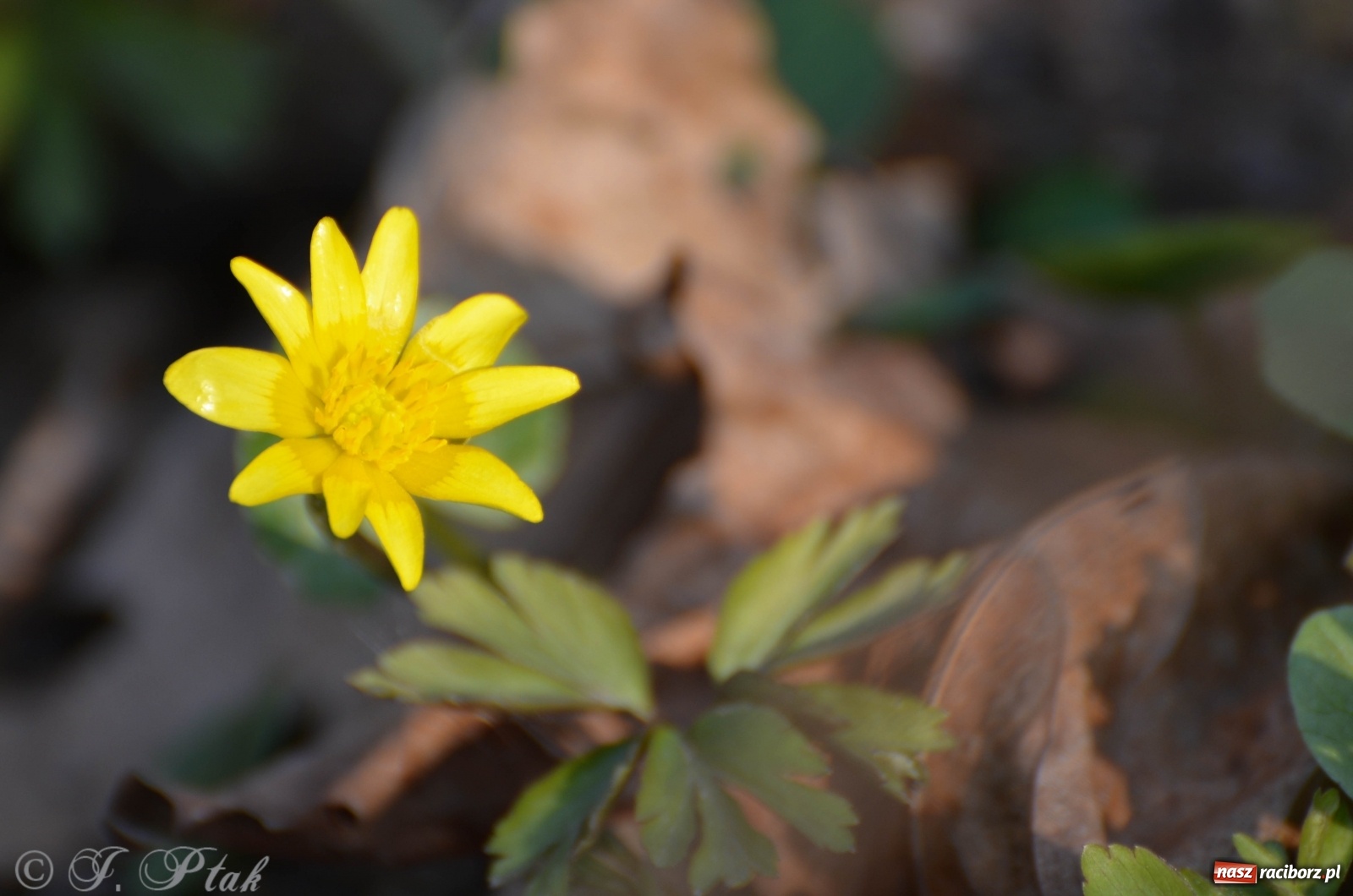 Zdjęcie w galerii na portalu naszraciborz.pl: Na Łężczoku coraz gwarniej. Przyroda budzi się do życia [FOTO] wiadomości z regionu