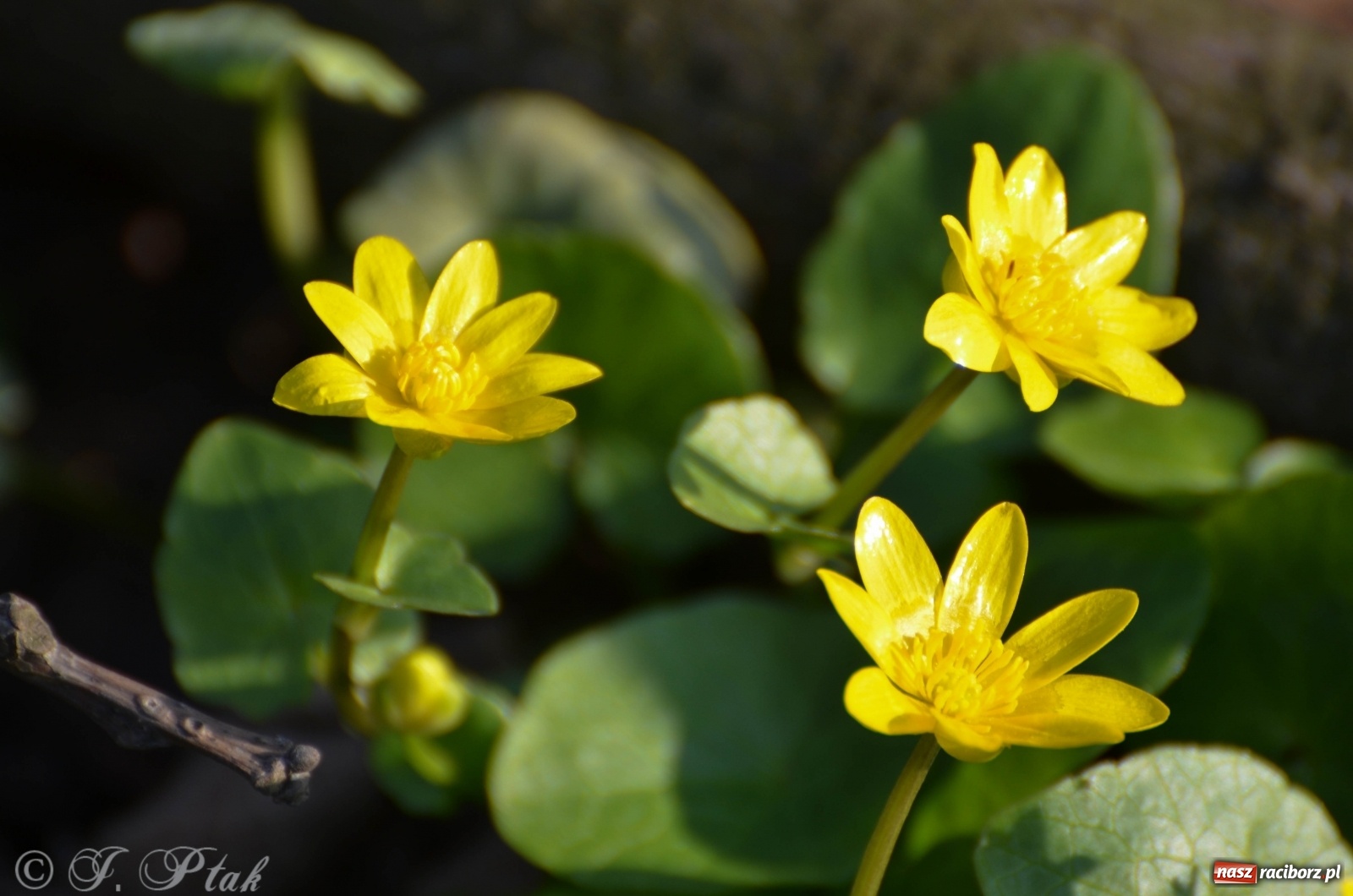 Zdjęcie w galerii na portalu naszraciborz.pl: Na Łężczoku coraz gwarniej. Przyroda budzi się do życia [FOTO] wiadomości z regionu