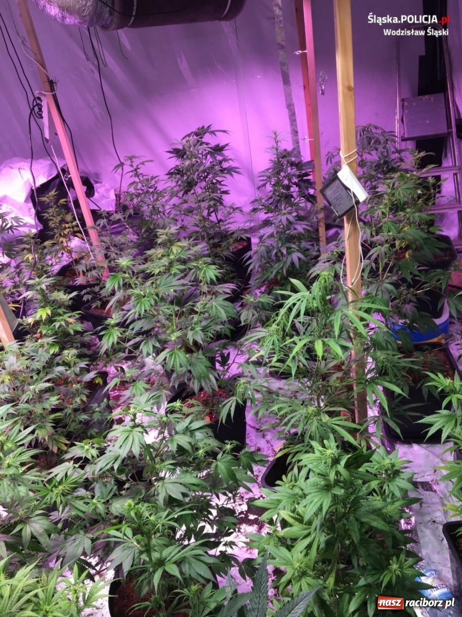 Zdjęcie w galerii na portalu naszraciborz.pl: Uważajcie komu wynajmujecie dom. Opolskie CBŚP w naszym regionie wiadomości z regionu