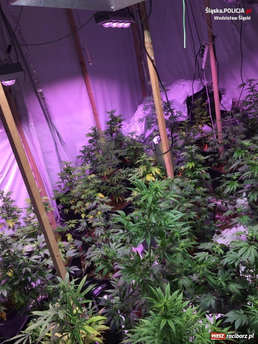 Zdjęcie w galerii na portalu naszraciborz.pl: Uważajcie komu wynajmujecie dom. Opolskie CBŚP w naszym regionie wiadomości z regionu