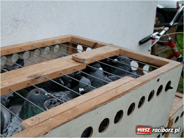 Zdjęcie w galerii na portalu naszraciborz.pl: Gołębie loty na urodziny Solidarności wiadomości z regionu