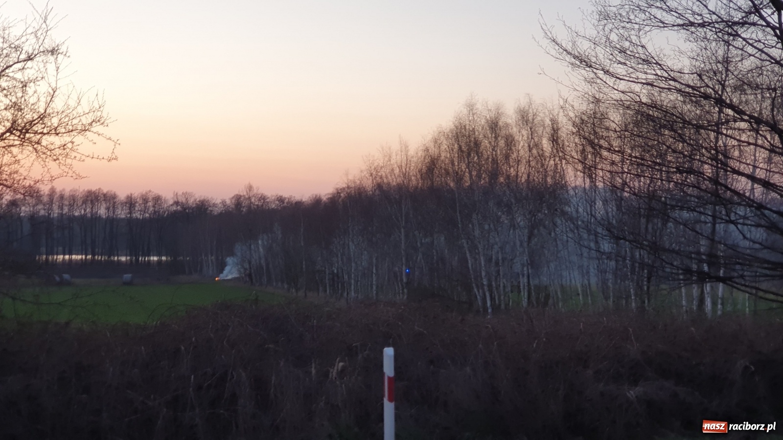 Zdjęcie w galerii na portalu naszraciborz.pl: Raport 998. Pożar trawy na Gliwickiej. Zagrożony był las! wiadomości z regionu