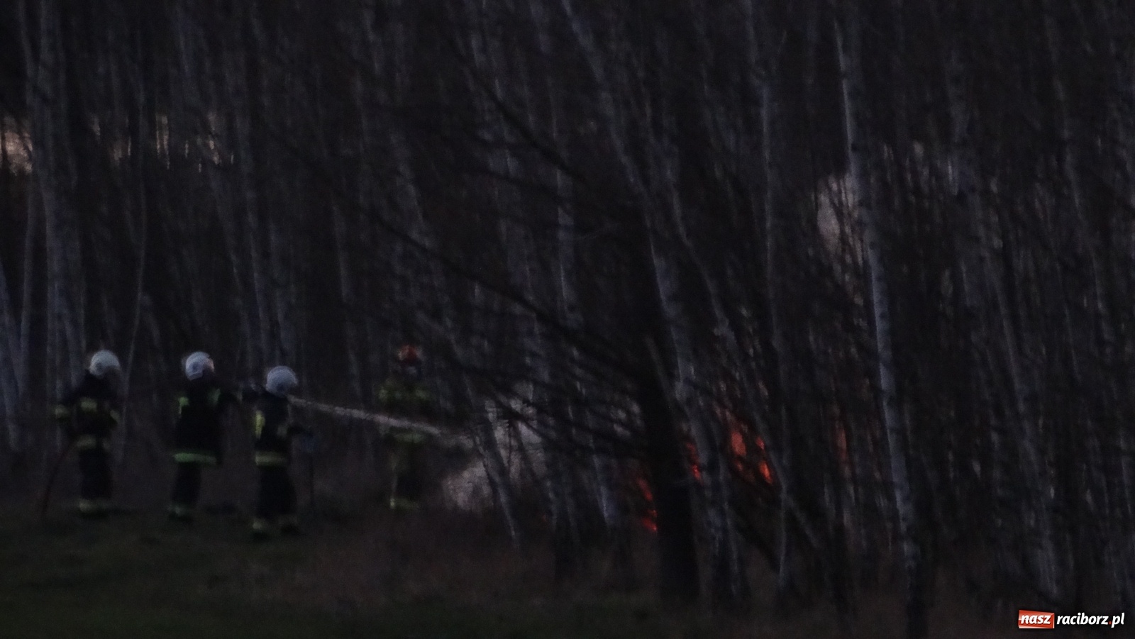 Zdjęcie w galerii na portalu naszraciborz.pl: Raport 998. Pożar trawy na Gliwickiej. Zagrożony był las! wiadomości z regionu