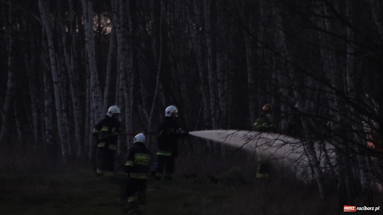 Zdjęcie w galerii na portalu naszraciborz.pl: Raport 998. Pożar trawy na Gliwickiej. Zagrożony był las! wiadomości z regionu