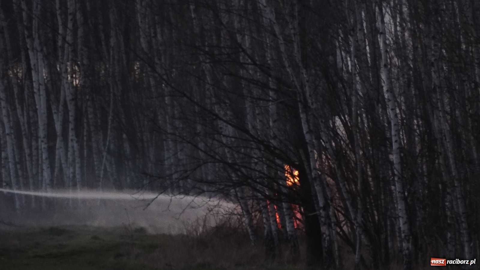 Zdjęcie w galerii na portalu naszraciborz.pl: Raport 998. Pożar trawy na Gliwickiej. Zagrożony był las! wiadomości z regionu