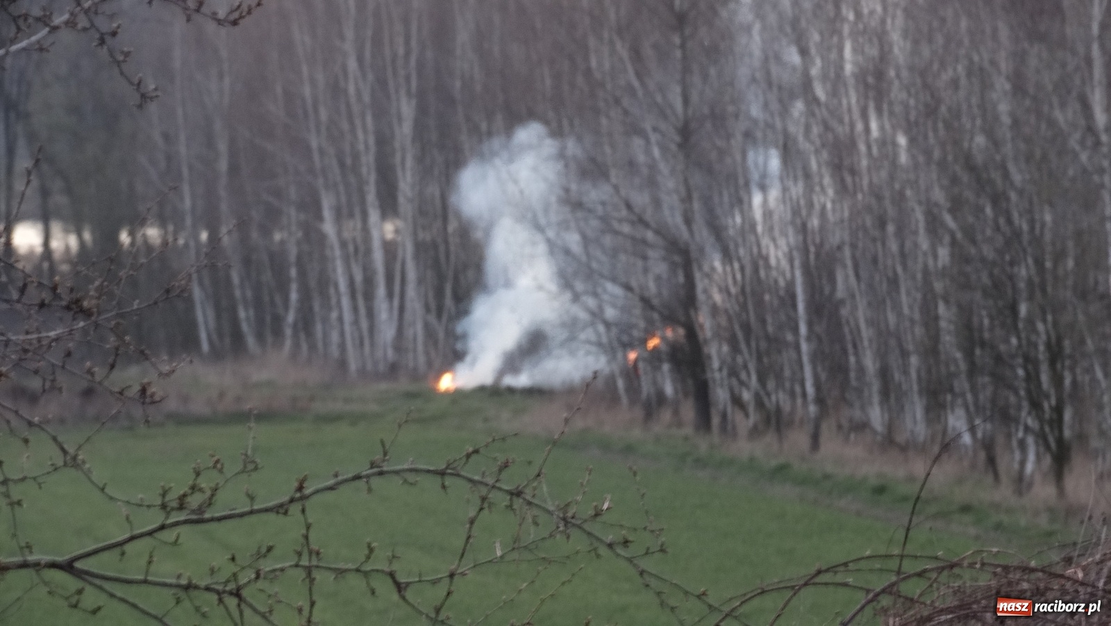 Zdjęcie w galerii na portalu naszraciborz.pl: Raport 998. Pożar trawy na Gliwickiej. Zagrożony był las! wiadomości z regionu