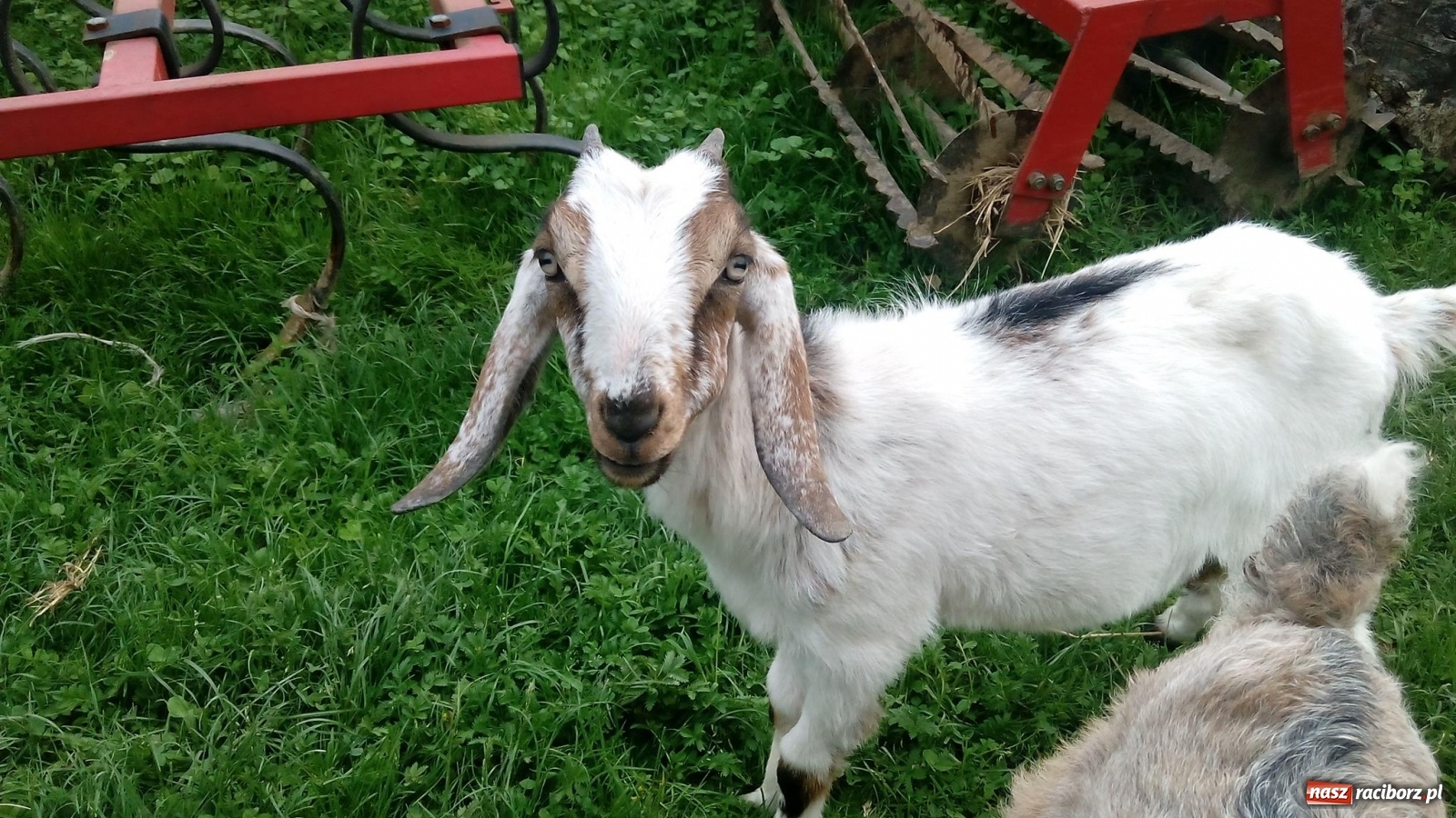 Zdjęcie w galerii na portalu naszraciborz.pl: Kozie sery z podraciborskiego Grimland’u  wiadomości z regionu