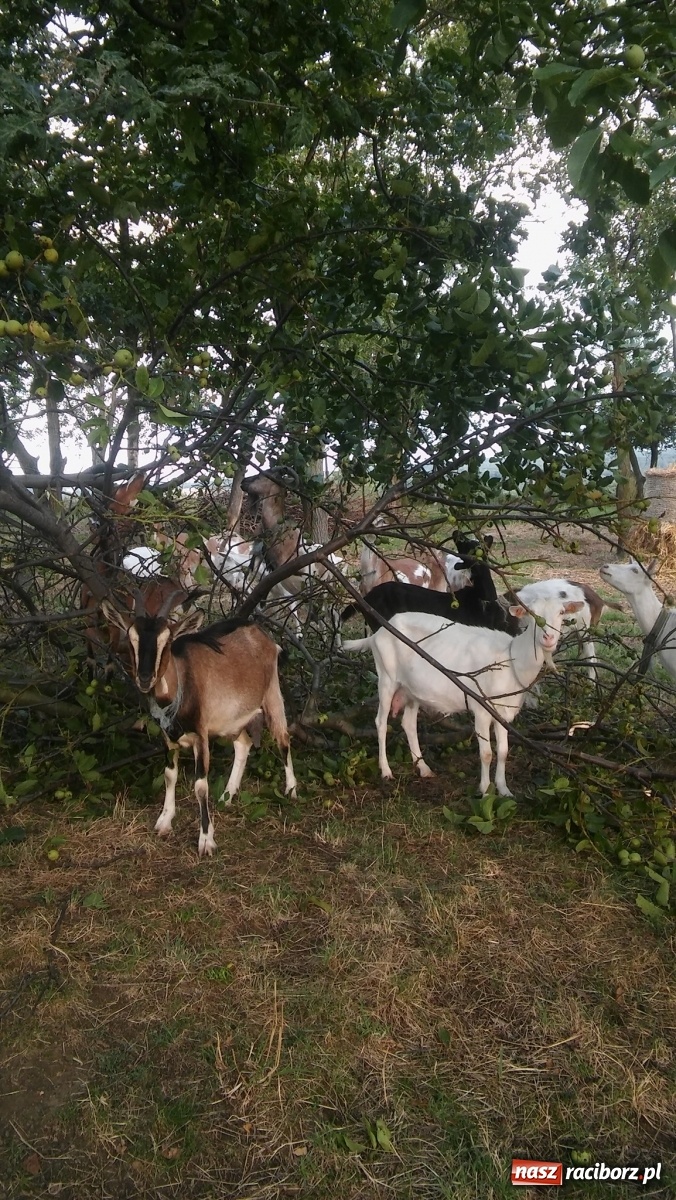 Zdjęcie w galerii na portalu naszraciborz.pl: Kozie sery z podraciborskiego Grimland’u  wiadomości z regionu