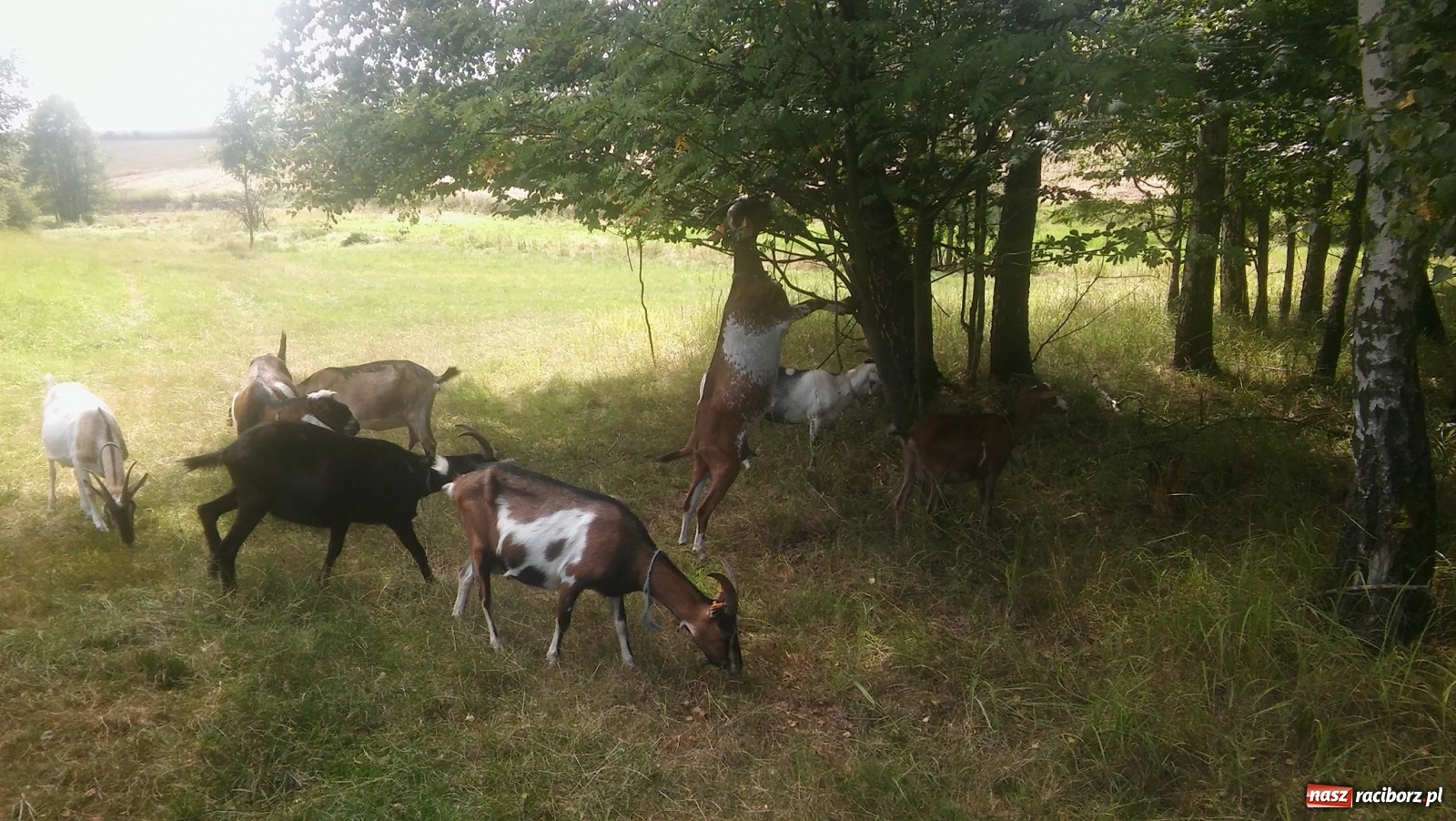 Zdjęcie w galerii na portalu naszraciborz.pl: Kozie sery z podraciborskiego Grimland’u  wiadomości z regionu