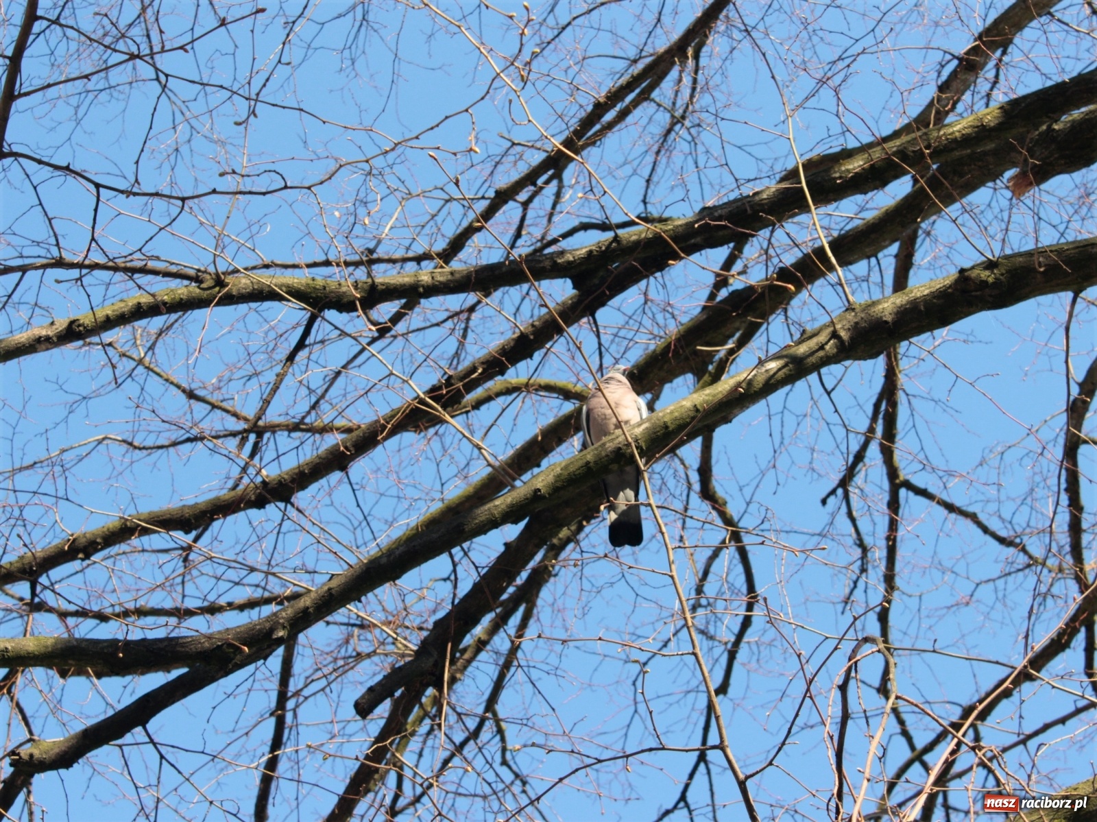 Zdjęcie w galerii na portalu naszraciborz.pl: Groby Pańskie w raciborskich parafiach [FOTO] wiadomości z regionu