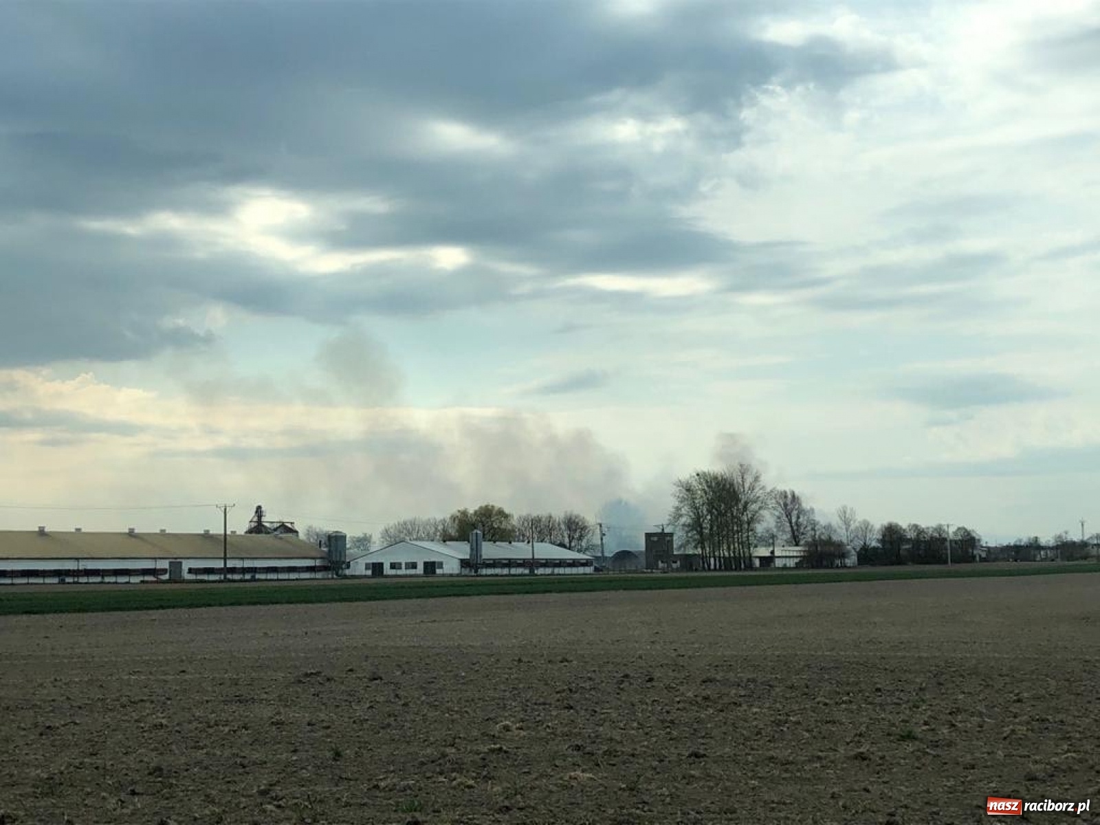 Zdjęcie w galerii na portalu naszraciborz.pl: Pożar kurnika w Zabełkowie. Dym był widoczny z kilku kilometrów! [FOTO i WIDEO] wiadomości z regionu