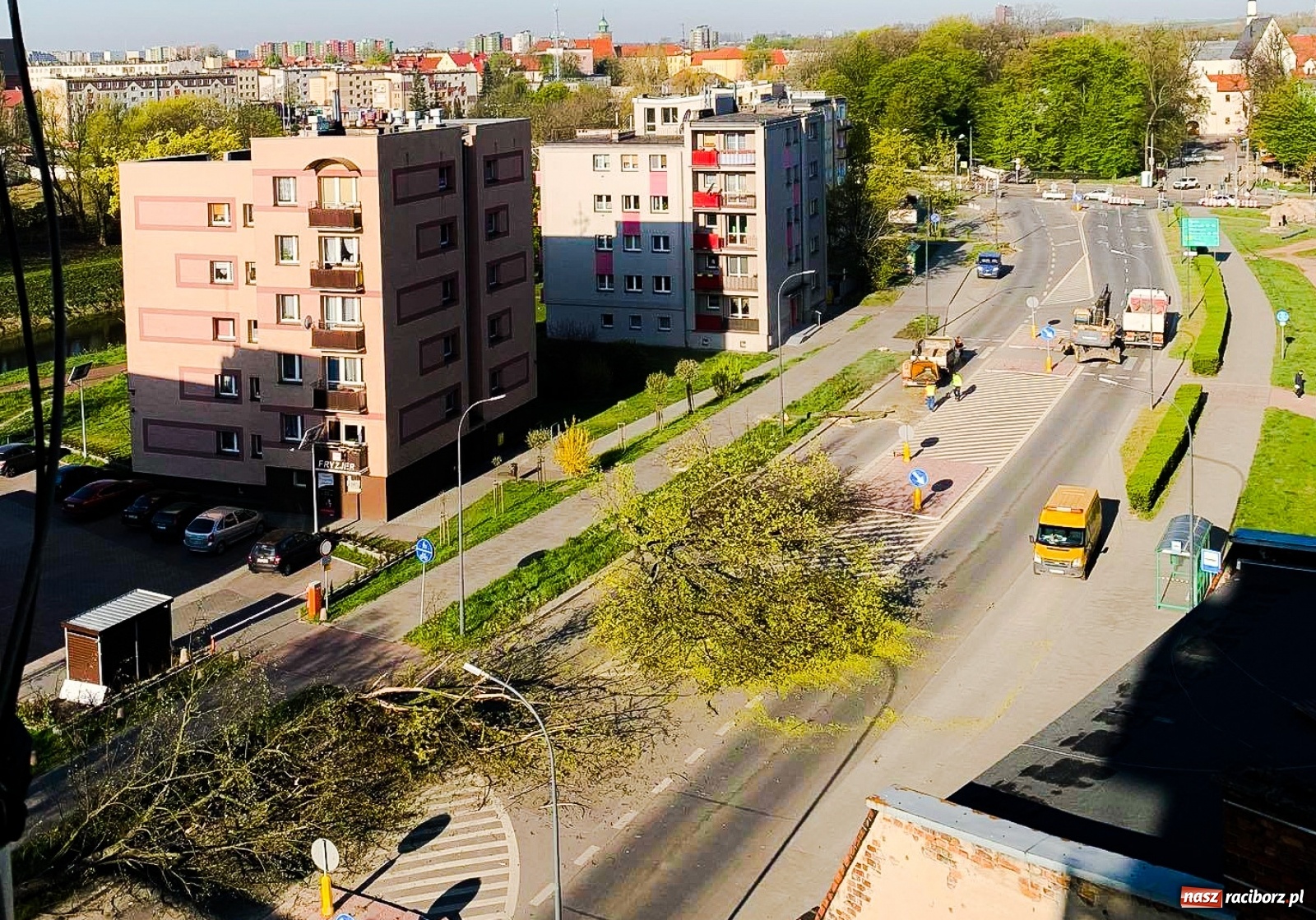 Zdjęcie w galerii na portalu naszraciborz.pl: W pasie drogowym na Bosackiej nie będzie drzew wiadomości z regionu