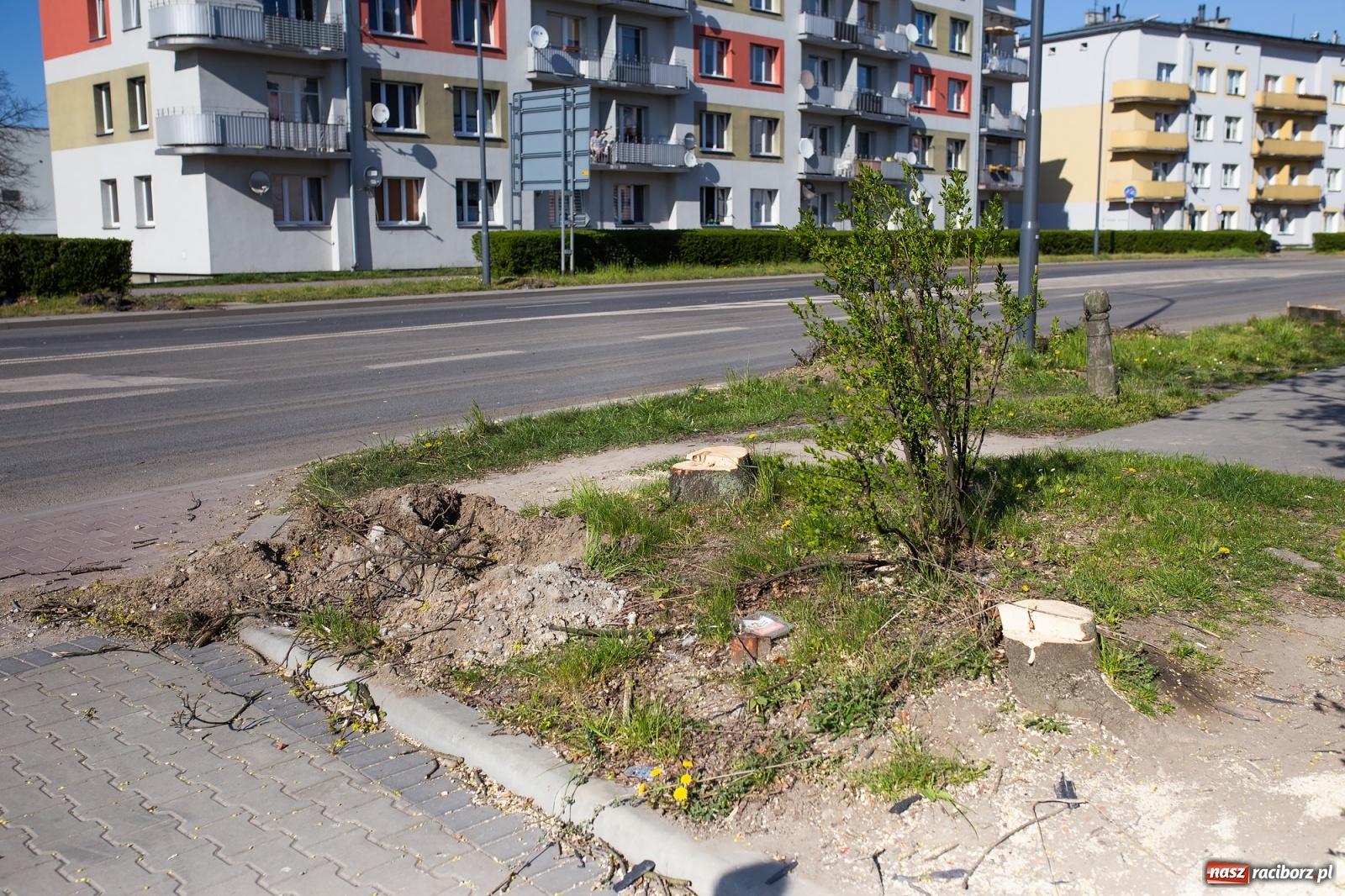 Zdjęcie w galerii na portalu naszraciborz.pl: Z rejonu przyszłego ronda znikną 64 drzewa! Władze miasta i powiatu miały o tym wiedzę wiadomości z regionu