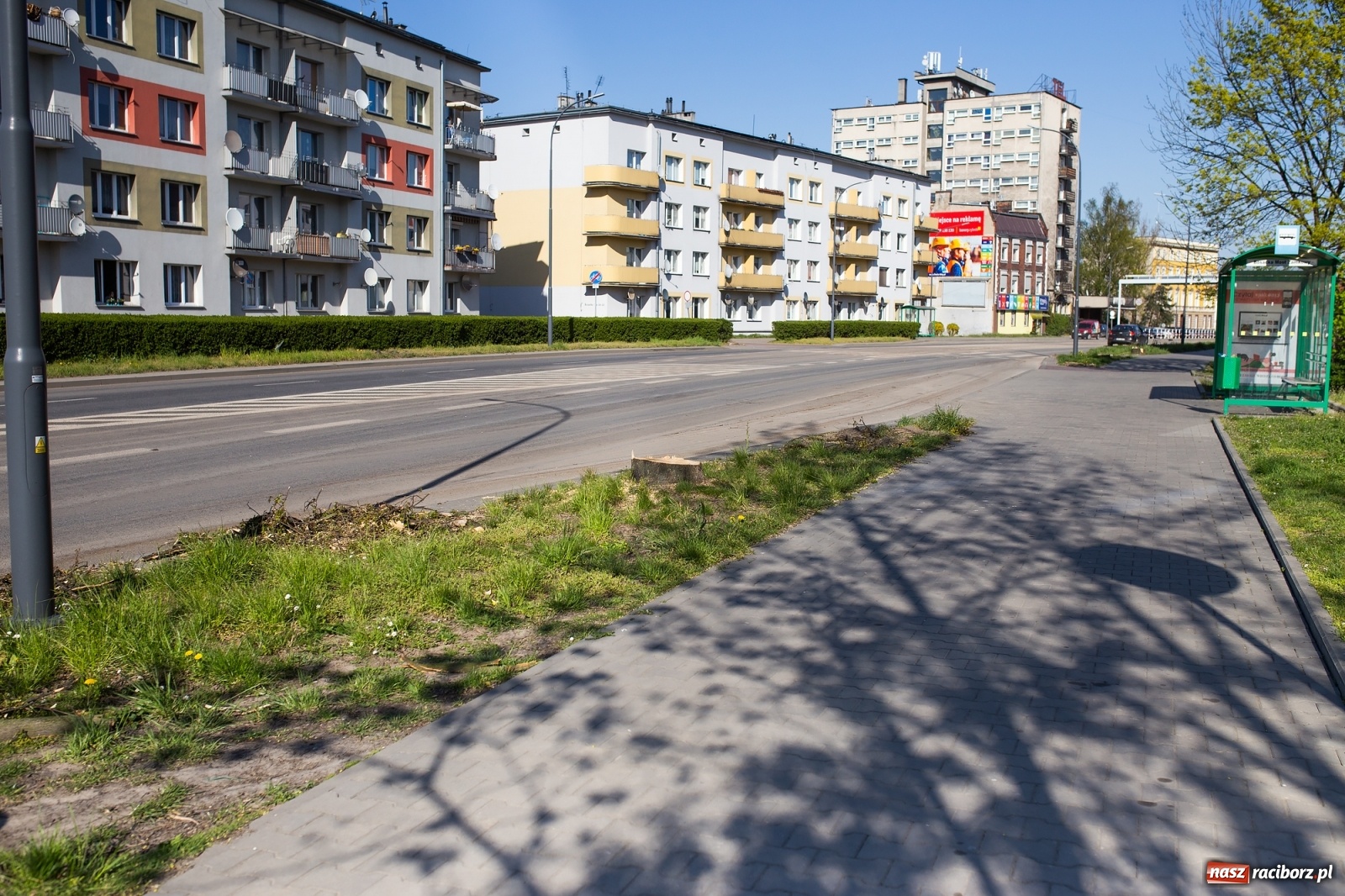 Zdjęcie w galerii na portalu naszraciborz.pl: Z rejonu przyszłego ronda znikną 64 drzewa! Władze miasta i powiatu miały o tym wiedzę wiadomości z regionu