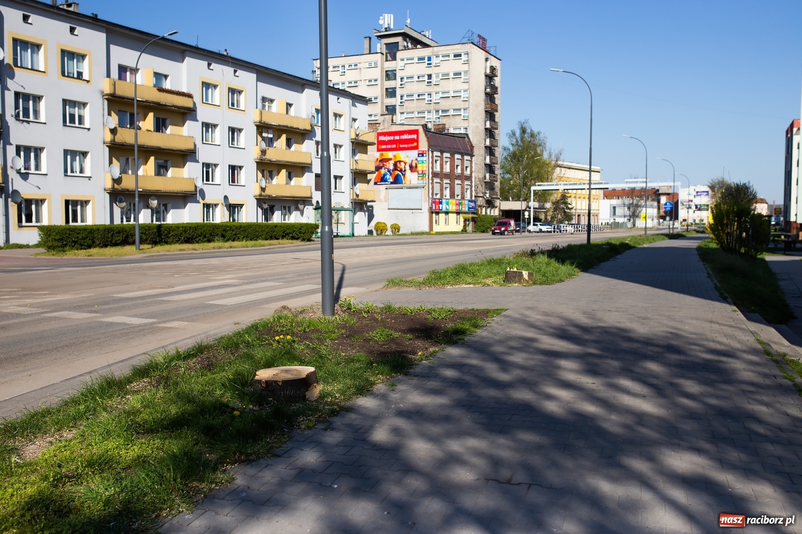 Zdjęcie w galerii na portalu naszraciborz.pl: Z rejonu przyszłego ronda znikną 64 drzewa! Władze miasta i powiatu miały o tym wiedzę wiadomości z regionu