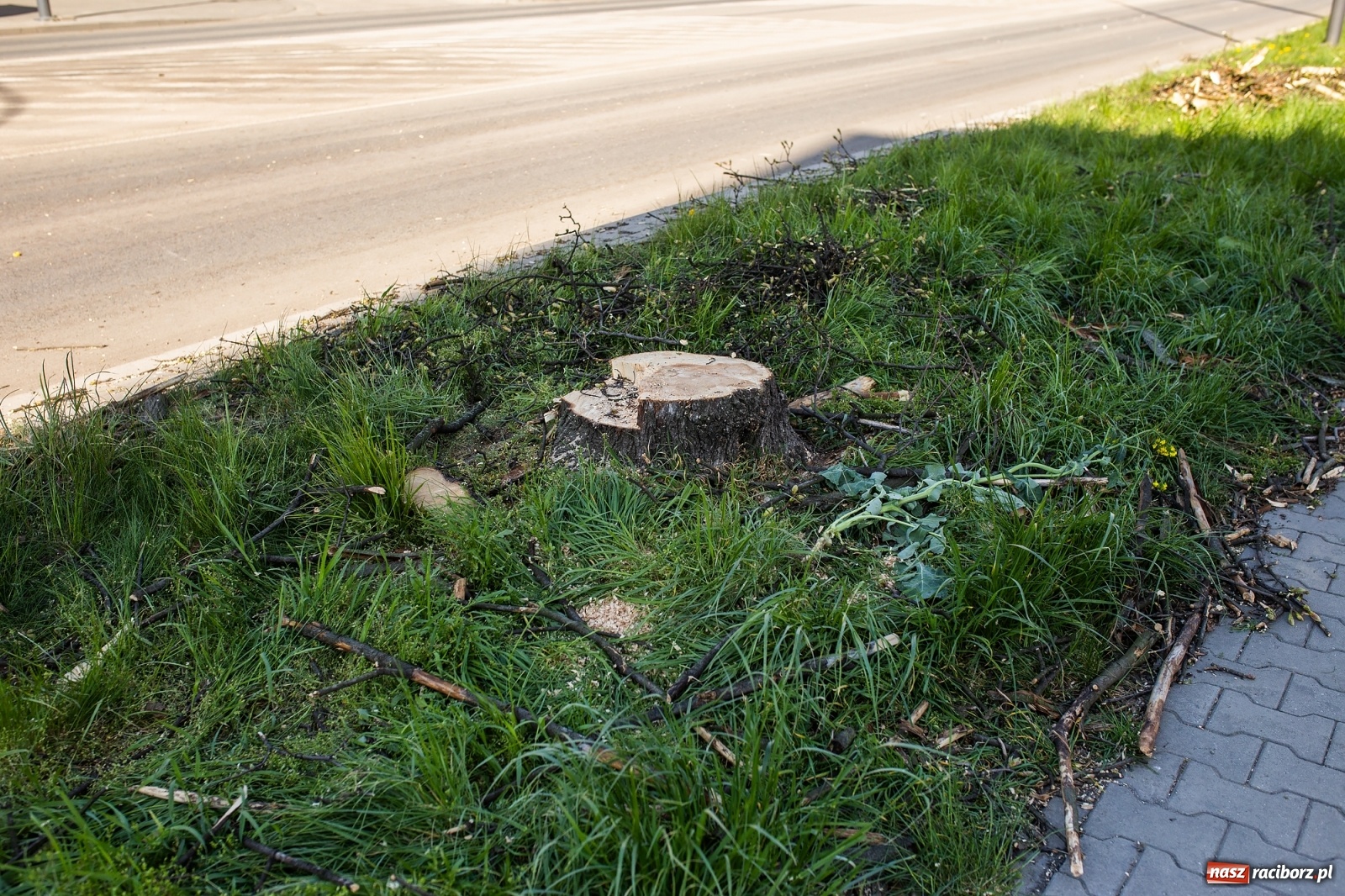 Zdjęcie w galerii na portalu naszraciborz.pl: Z rejonu przyszłego ronda znikną 64 drzewa! Władze miasta i powiatu miały o tym wiedzę wiadomości z regionu