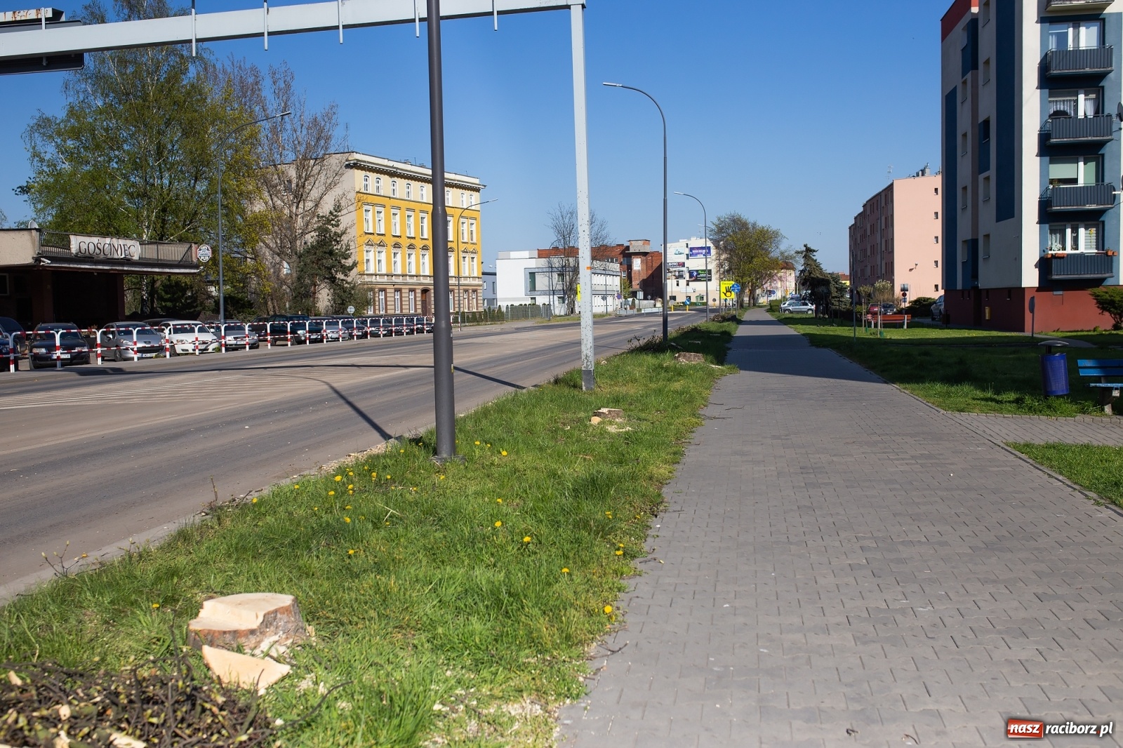 Zdjęcie w galerii na portalu naszraciborz.pl: Z rejonu przyszłego ronda znikną 64 drzewa! Władze miasta i powiatu miały o tym wiedzę wiadomości z regionu