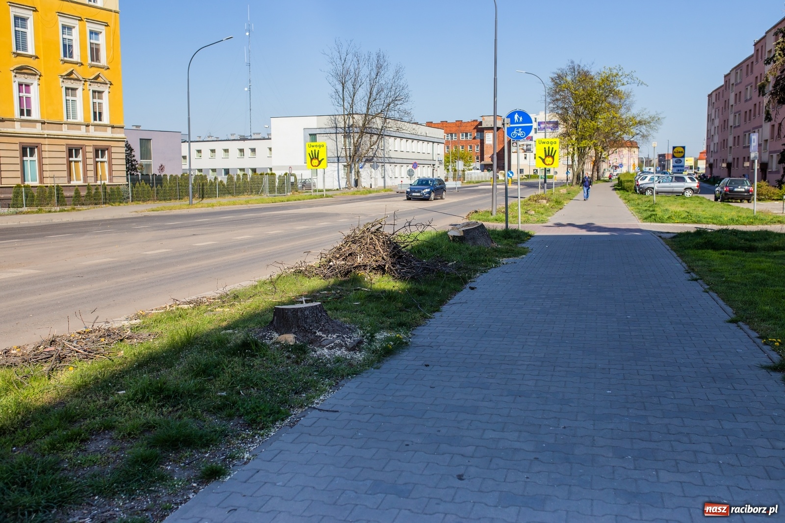 Zdjęcie w galerii na portalu naszraciborz.pl: Z rejonu przyszłego ronda znikną 64 drzewa! Władze miasta i powiatu miały o tym wiedzę wiadomości z regionu