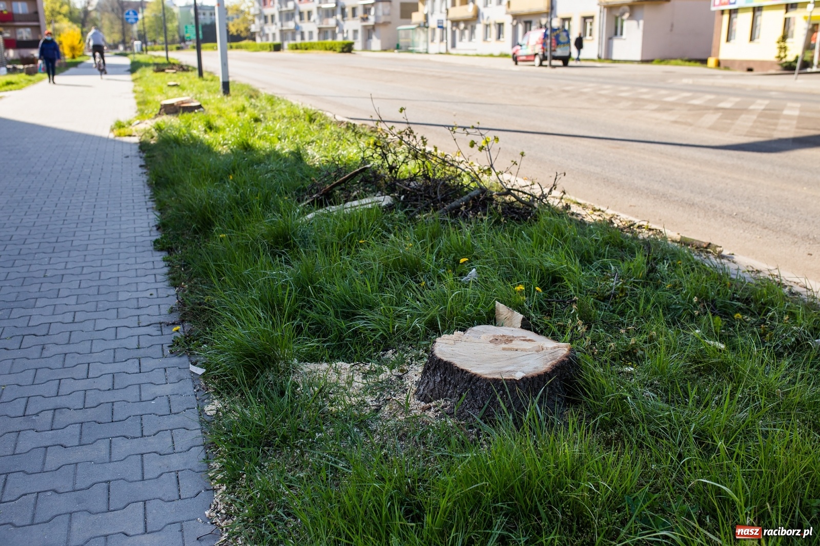 Zdjęcie w galerii na portalu naszraciborz.pl: Z rejonu przyszłego ronda znikną 64 drzewa! Władze miasta i powiatu miały o tym wiedzę wiadomości z regionu