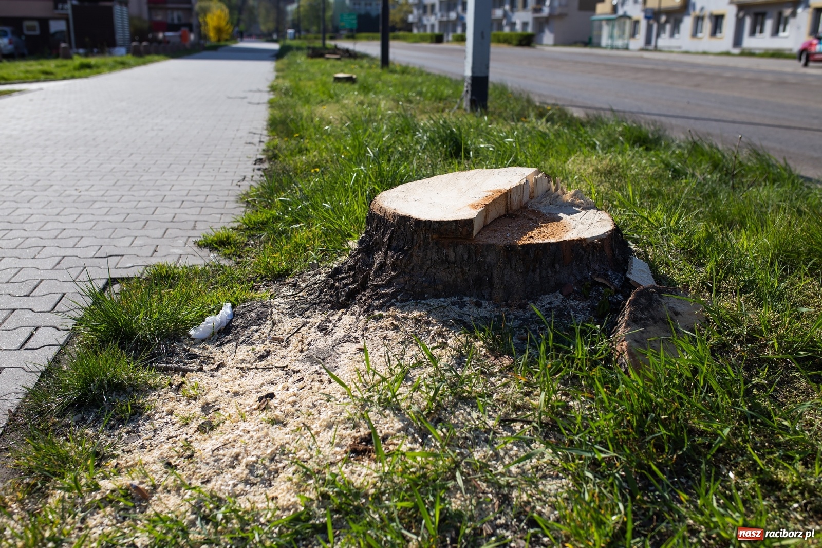 Zdjęcie w galerii na portalu naszraciborz.pl: Z rejonu przyszłego ronda znikną 64 drzewa! Władze miasta i powiatu miały o tym wiedzę wiadomości z regionu