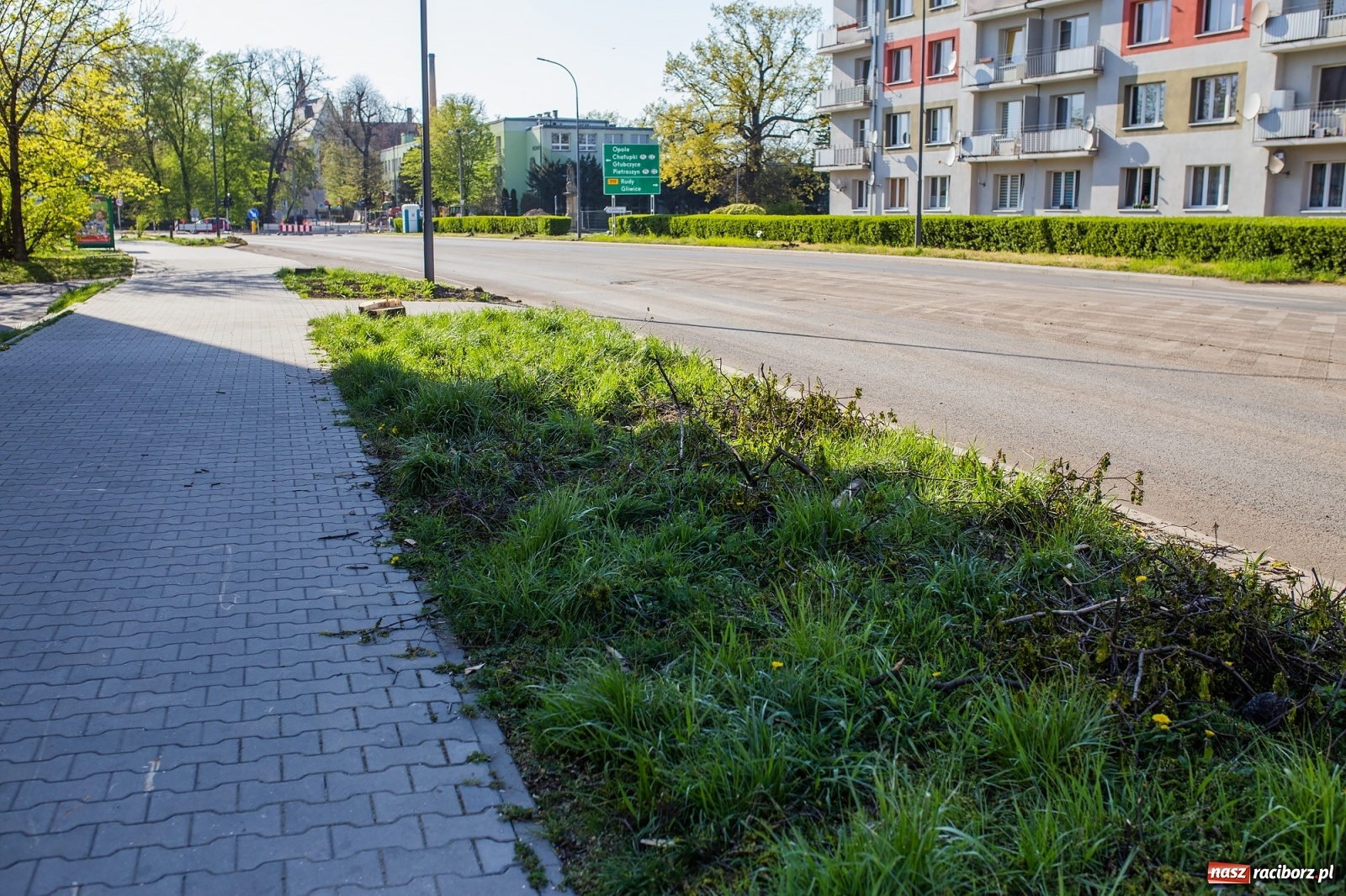 Zdjęcie w galerii na portalu naszraciborz.pl: Z rejonu przyszłego ronda znikną 64 drzewa! Władze miasta i powiatu miały o tym wiedzę wiadomości z regionu