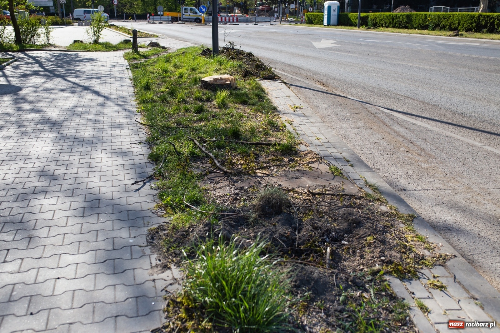 Zdjęcie w galerii na portalu naszraciborz.pl: Z rejonu przyszłego ronda znikną 64 drzewa! Władze miasta i powiatu miały o tym wiedzę wiadomości z regionu