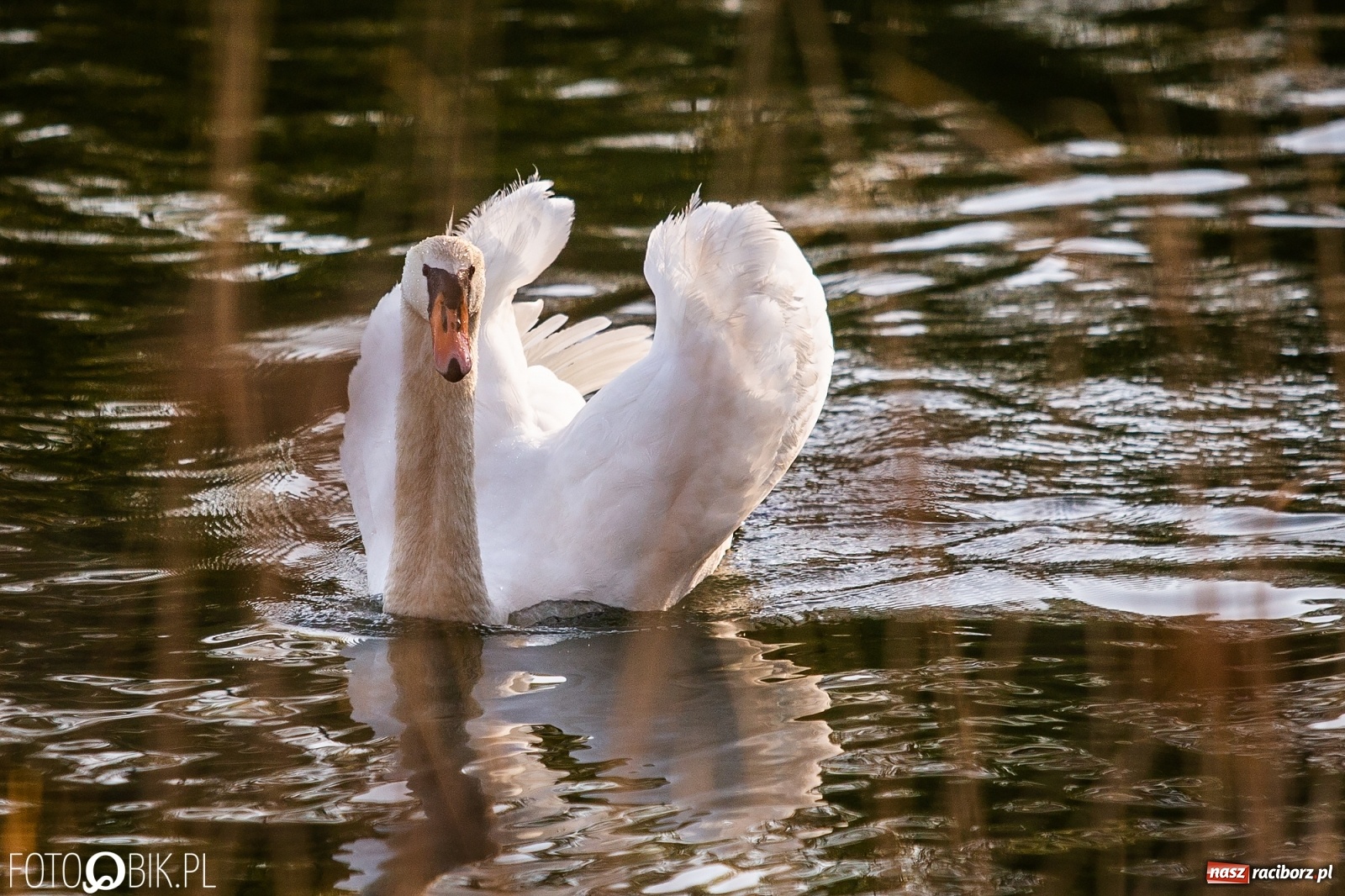 Zdjęcie w galerii na portalu naszraciborz.pl: Zakazy na Łężczoku. Leśnicy podają powody  wiadomości z regionu