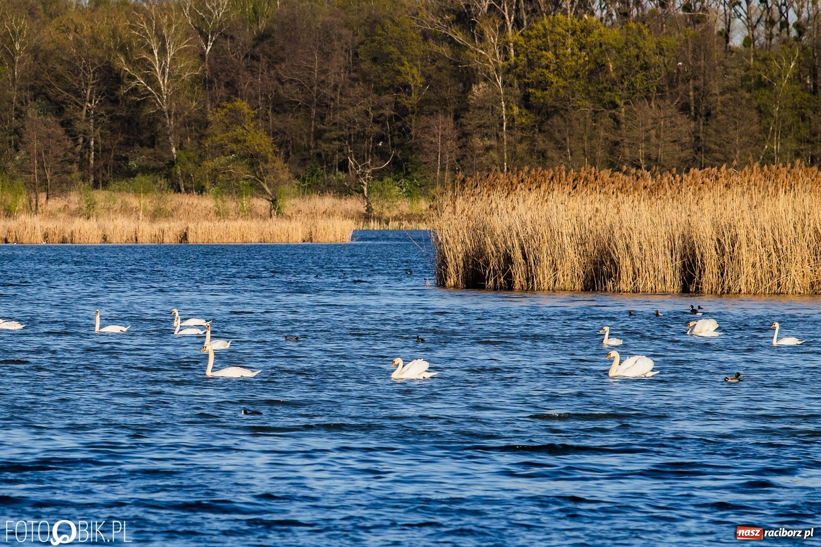 Zdjęcie w galerii na portalu naszraciborz.pl: Zakazy na Łężczoku. Leśnicy podają powody  wiadomości z regionu
