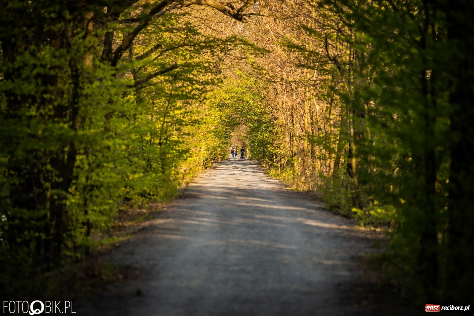 Zdjęcie w galerii na portalu naszraciborz.pl: Zakazy na Łężczoku. Leśnicy podają powody  wiadomości z regionu