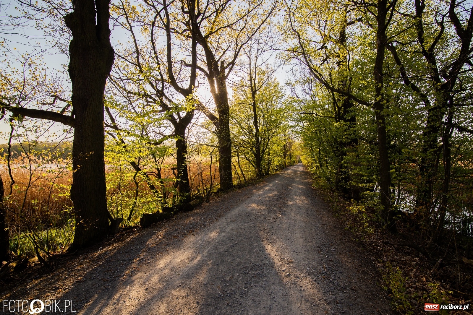 Zdjęcie w galerii na portalu naszraciborz.pl: Zakazy na Łężczoku. Leśnicy podają powody  wiadomości z regionu