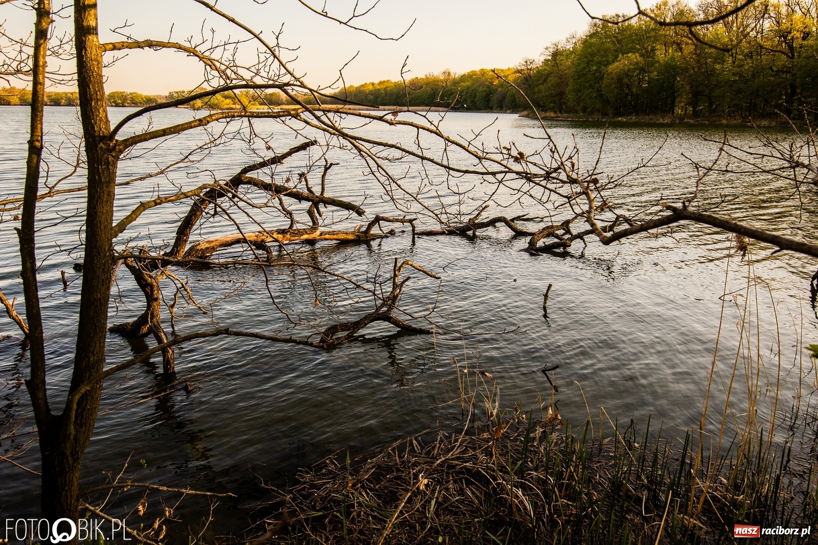 Zdjęcie w galerii na portalu naszraciborz.pl: Zakazy na Łężczoku. Leśnicy podają powody  wiadomości z regionu