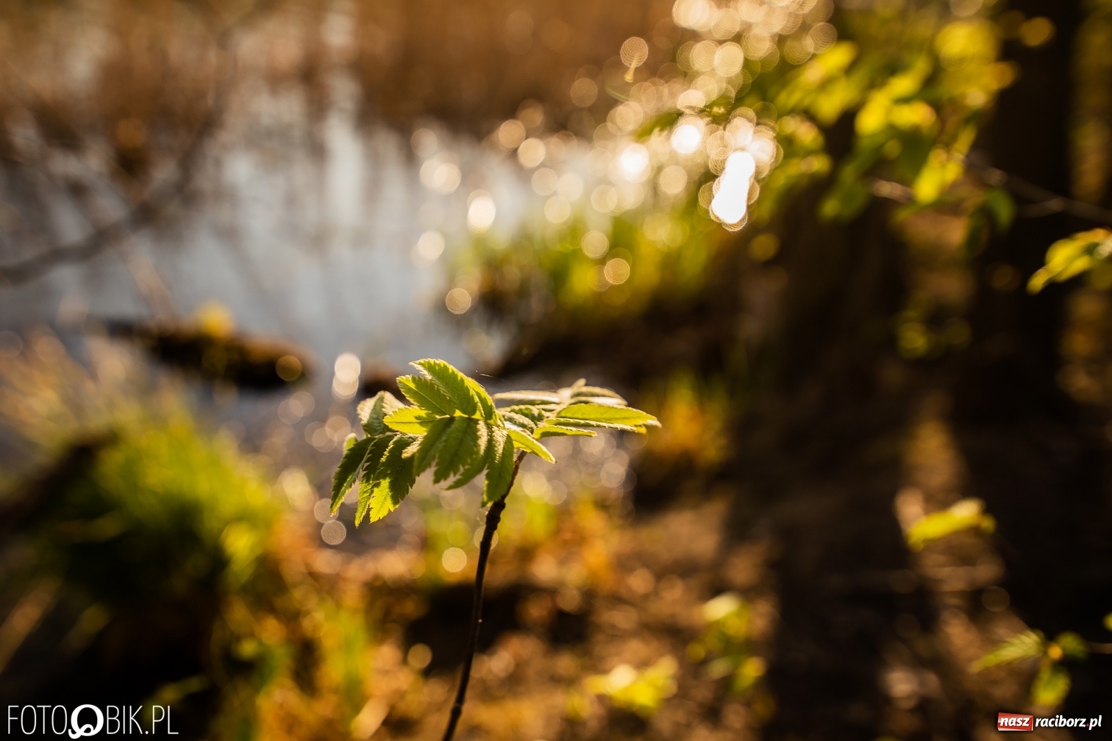 Zdjęcie w galerii na portalu naszraciborz.pl: Zakazy na Łężczoku. Leśnicy podają powody  wiadomości z regionu
