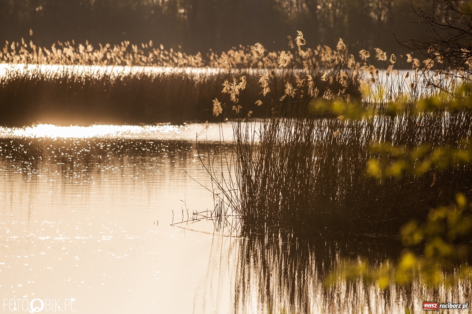 Zdjęcie w galerii na portalu naszraciborz.pl: Zakazy na Łężczoku. Leśnicy podają powody  wiadomości z regionu