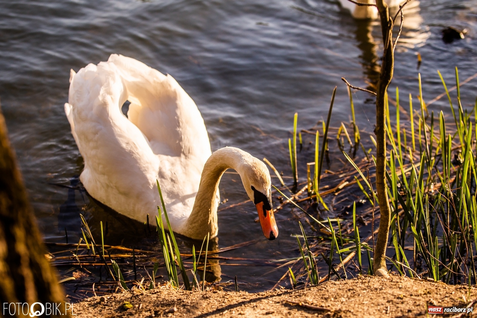 Zdjęcie w galerii na portalu naszraciborz.pl: Zakazy na Łężczoku. Leśnicy podają powody  wiadomości z regionu
