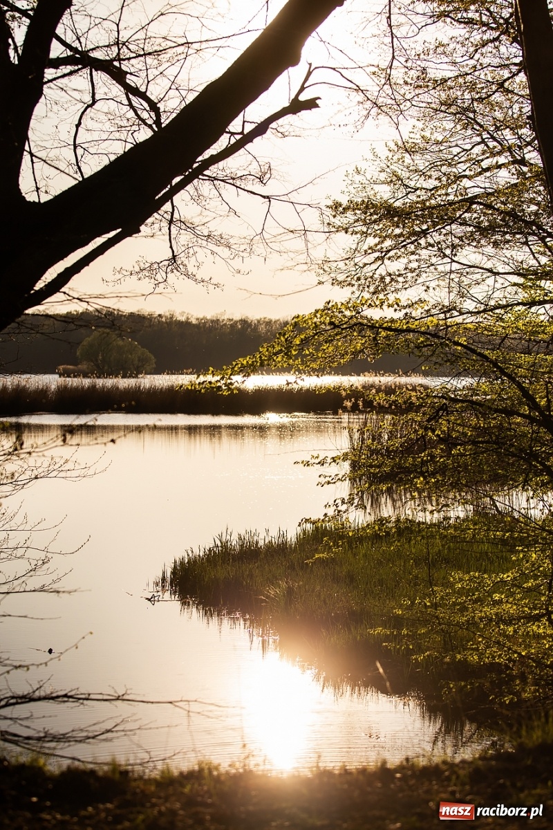 Zdjęcie w galerii na portalu naszraciborz.pl: Zakazy na Łężczoku. Leśnicy podają powody  wiadomości z regionu