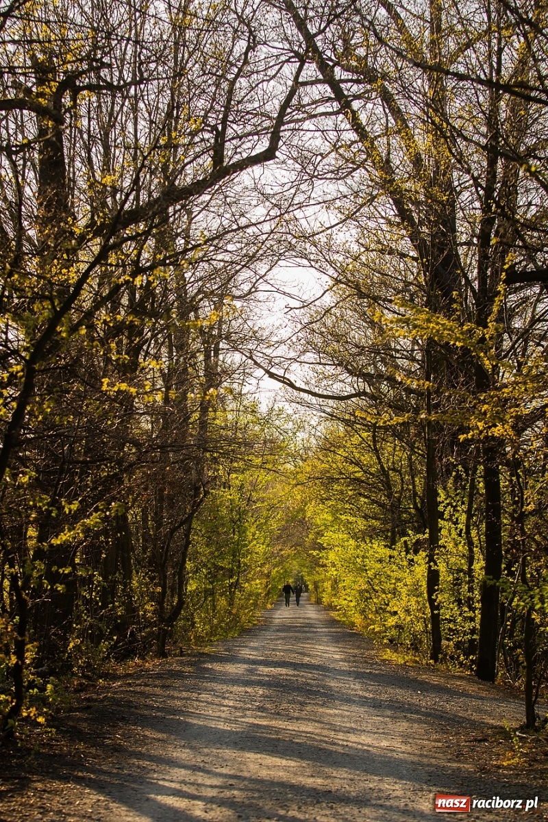 Zdjęcie w galerii na portalu naszraciborz.pl: Zakazy na Łężczoku. Leśnicy podają powody  wiadomości z regionu