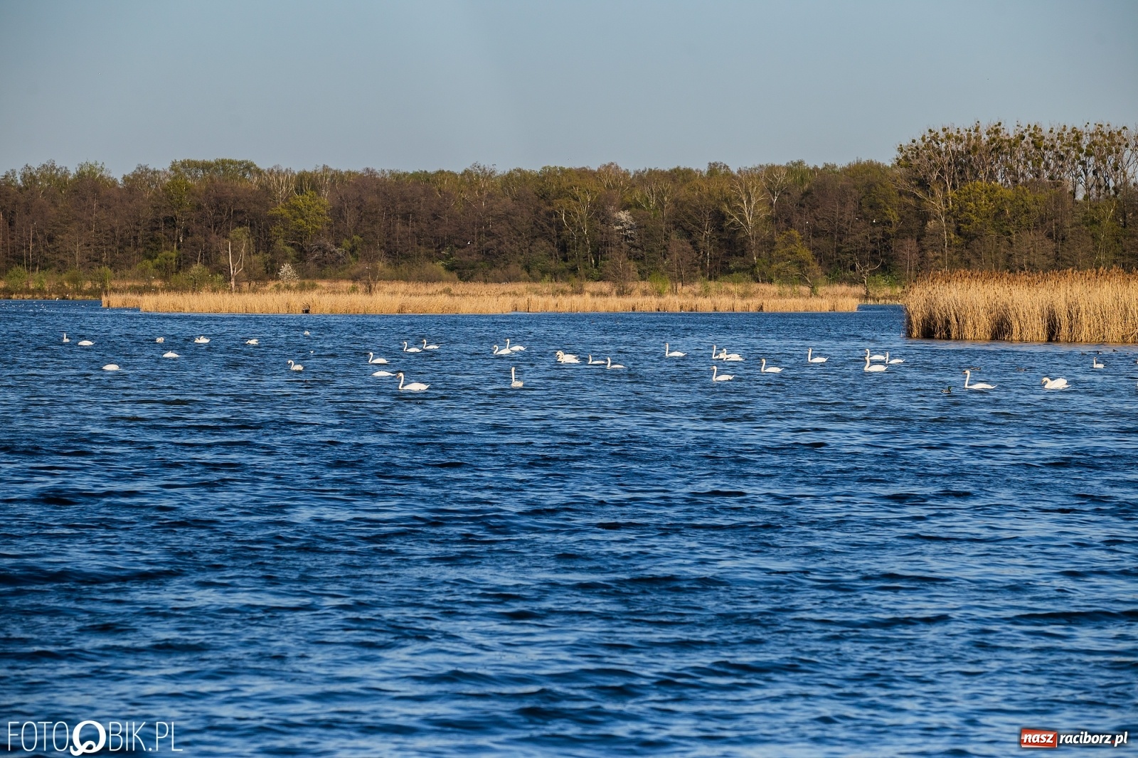 Zdjęcie w galerii na portalu naszraciborz.pl: Zakazy na Łężczoku. Leśnicy podają powody  wiadomości z regionu