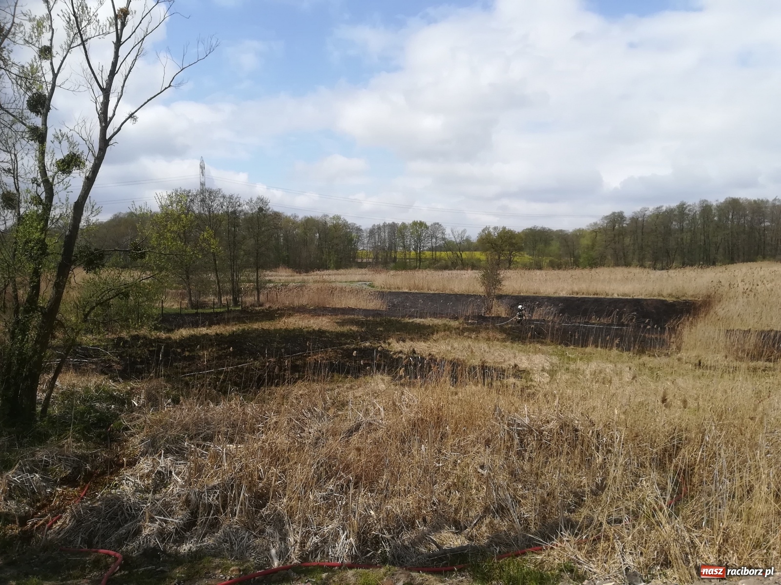Zdjęcie w galerii na portalu naszraciborz.pl: Hektar suchych trzcin w ogniu pod Rzuchowem [FOTO]  wiadomości z regionu