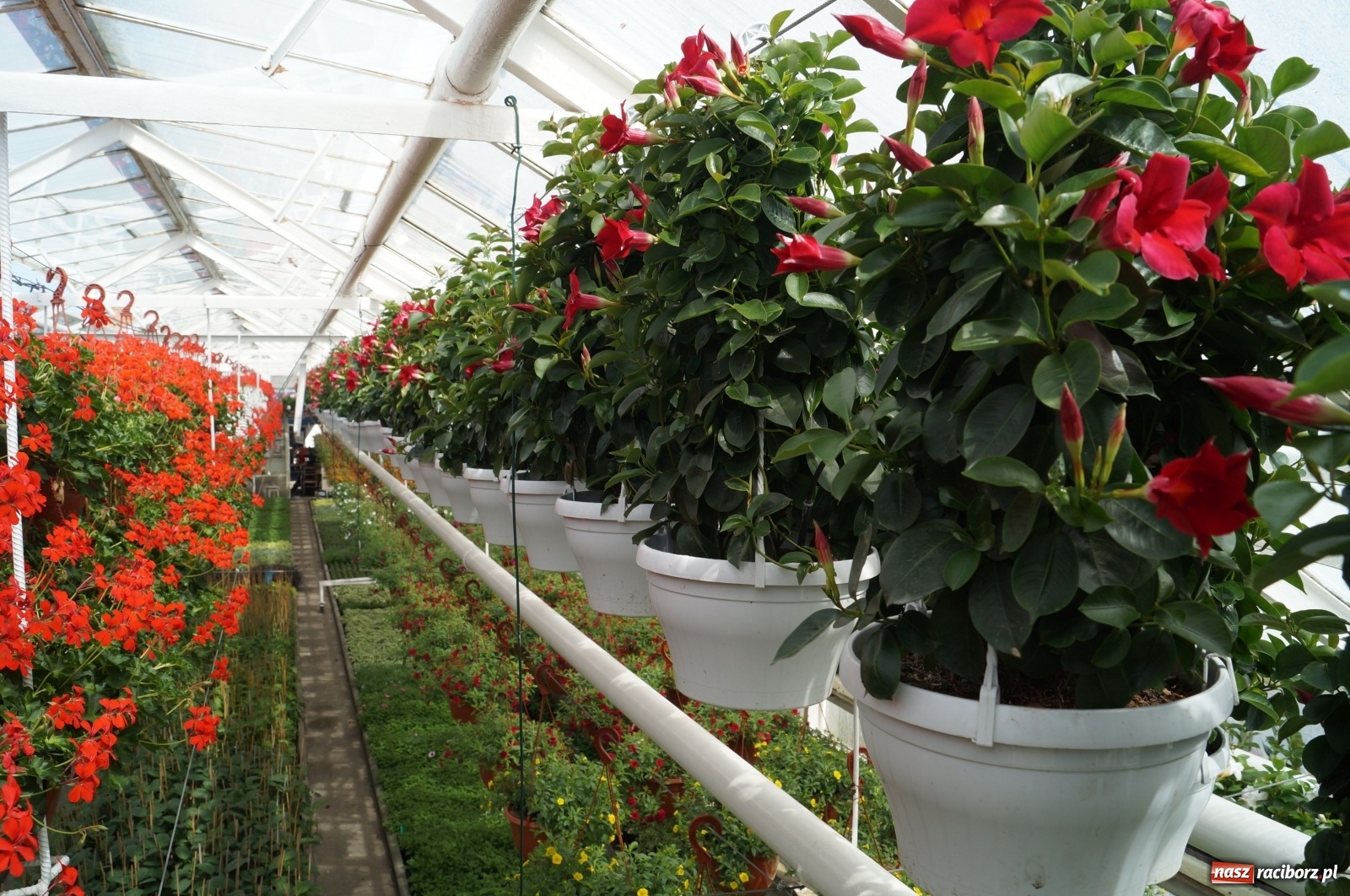 Zdjęcie w galerii na portalu naszraciborz.pl: Od 27 kwietnia PELARGONIUM rozpoczyna sprzedaż kwiatów! [FOTO ze szklarni] wiadomości z regionu