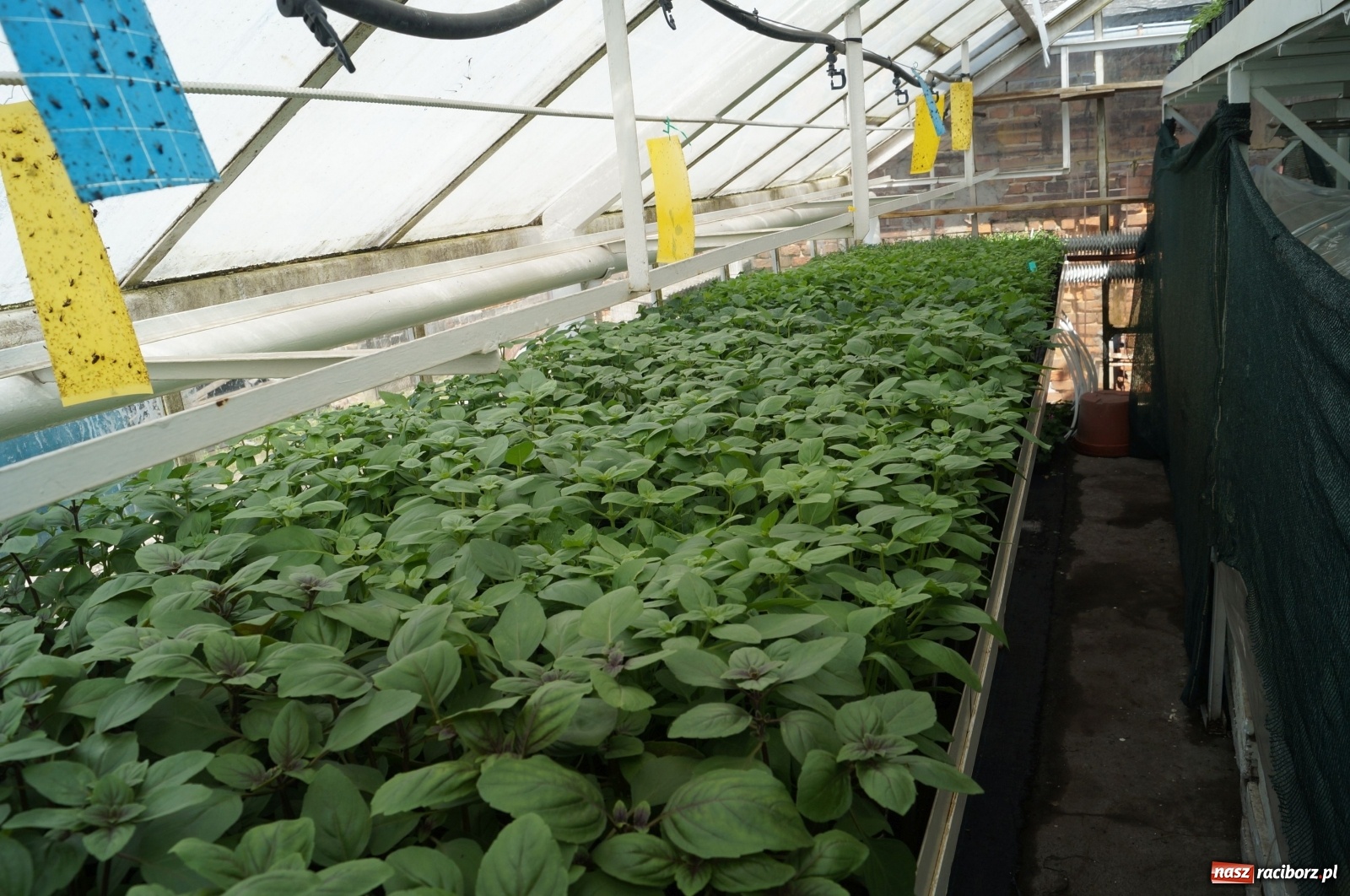Zdjęcie w galerii na portalu naszraciborz.pl: Od 27 kwietnia PELARGONIUM rozpoczyna sprzedaż kwiatów! [FOTO ze szklarni] wiadomości z regionu