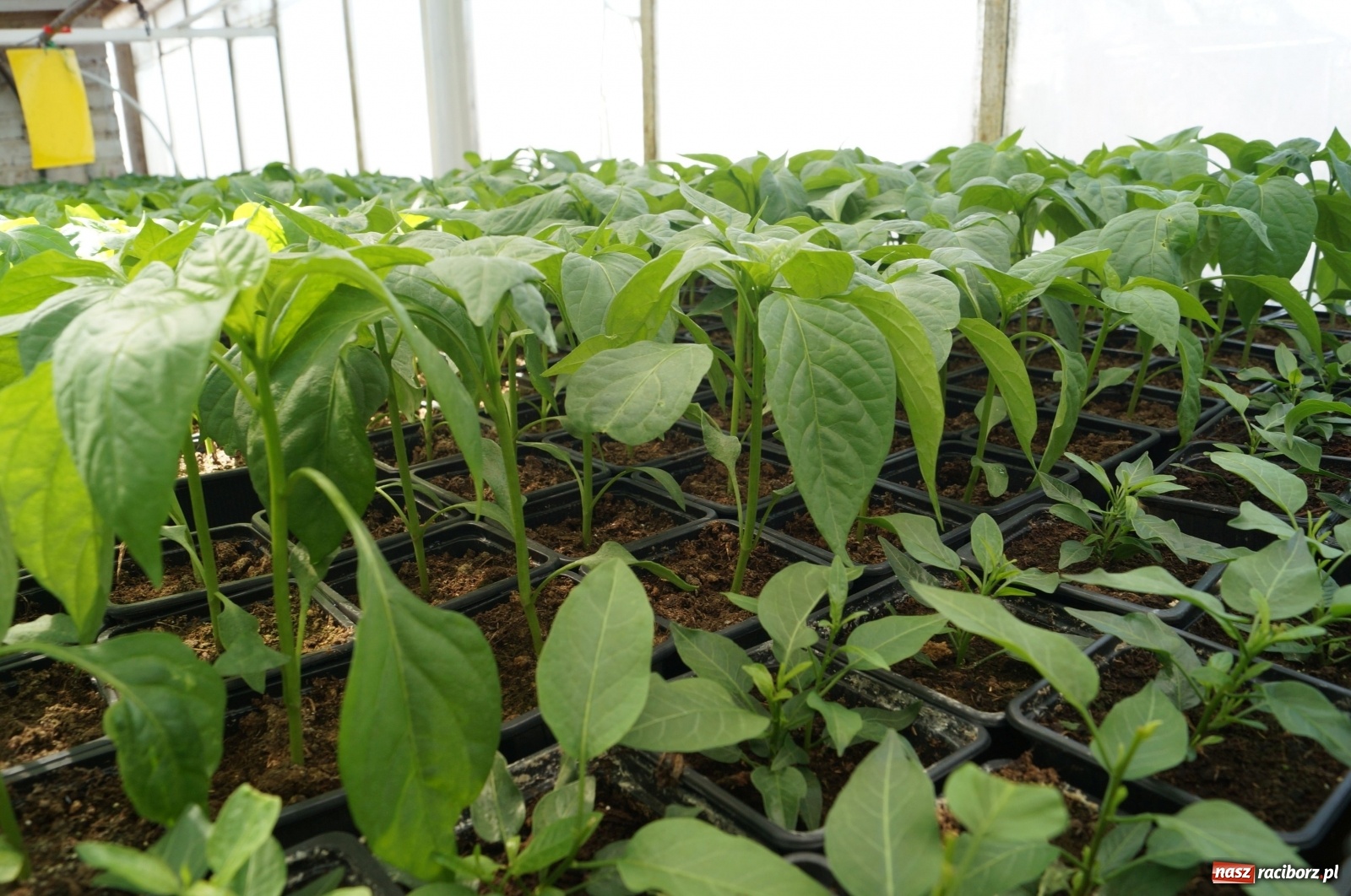 Zdjęcie w galerii na portalu naszraciborz.pl: Od 27 kwietnia PELARGONIUM rozpoczyna sprzedaż kwiatów! [FOTO ze szklarni] wiadomości z regionu