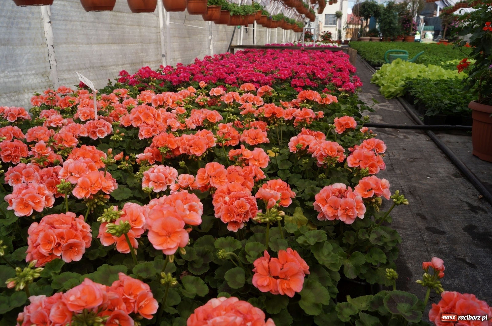 Zdjęcie w galerii na portalu naszraciborz.pl: Od 27 kwietnia PELARGONIUM rozpoczyna sprzedaż kwiatów! [FOTO ze szklarni] wiadomości z regionu