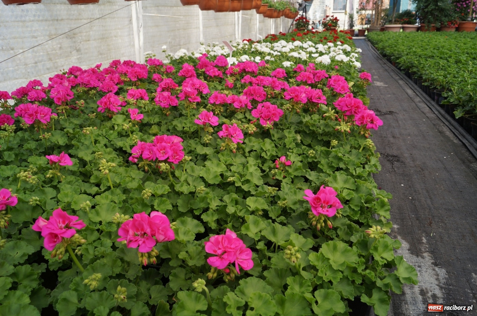 Zdjęcie w galerii na portalu naszraciborz.pl: Od 27 kwietnia PELARGONIUM rozpoczyna sprzedaż kwiatów! [FOTO ze szklarni] wiadomości z regionu