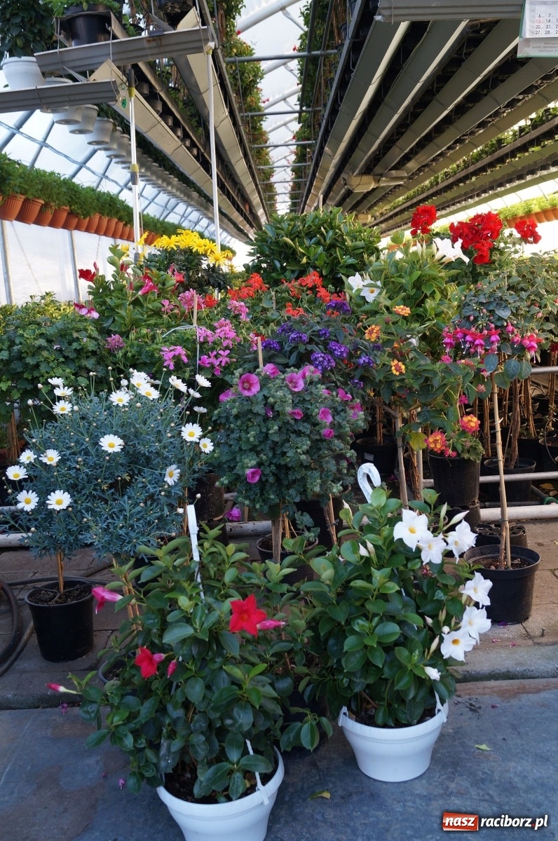 Zdjęcie w galerii na portalu naszraciborz.pl: Od 27 kwietnia PELARGONIUM rozpoczyna sprzedaż kwiatów! [FOTO ze szklarni] wiadomości z regionu