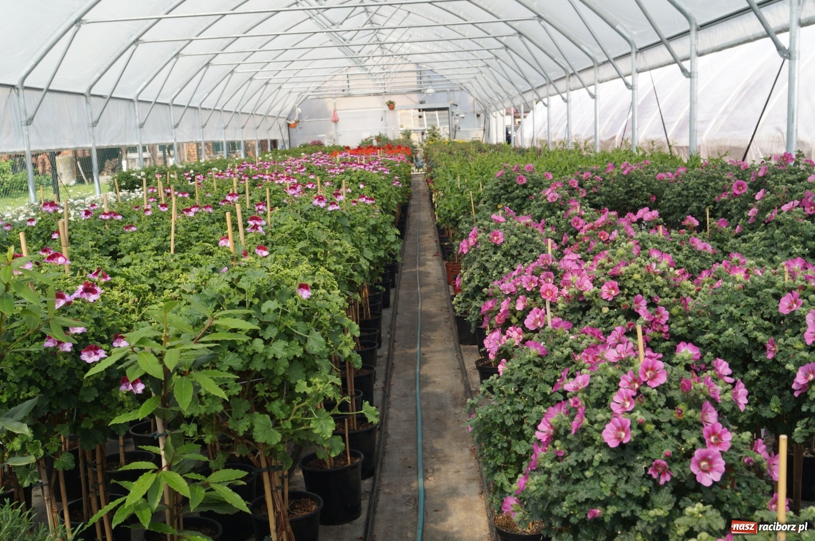 Zdjęcie w galerii na portalu naszraciborz.pl: Od 27 kwietnia PELARGONIUM rozpoczyna sprzedaż kwiatów! [FOTO ze szklarni] wiadomości z regionu