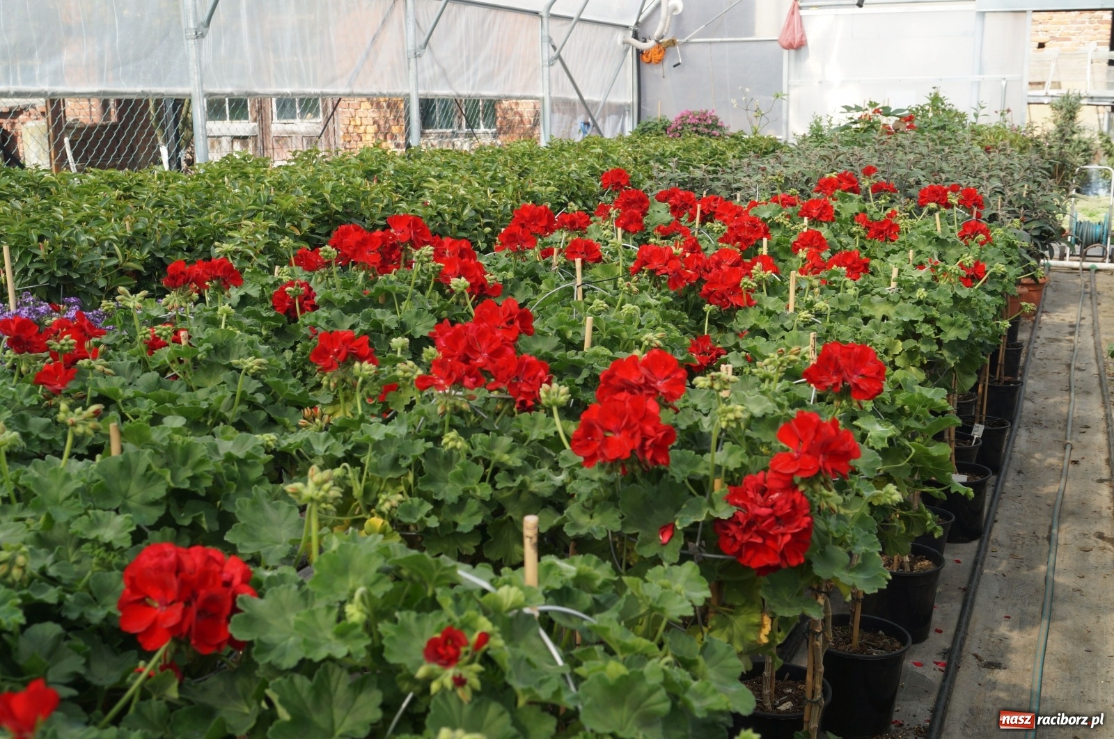 Zdjęcie w galerii na portalu naszraciborz.pl: Od 27 kwietnia PELARGONIUM rozpoczyna sprzedaż kwiatów! [FOTO ze szklarni] wiadomości z regionu