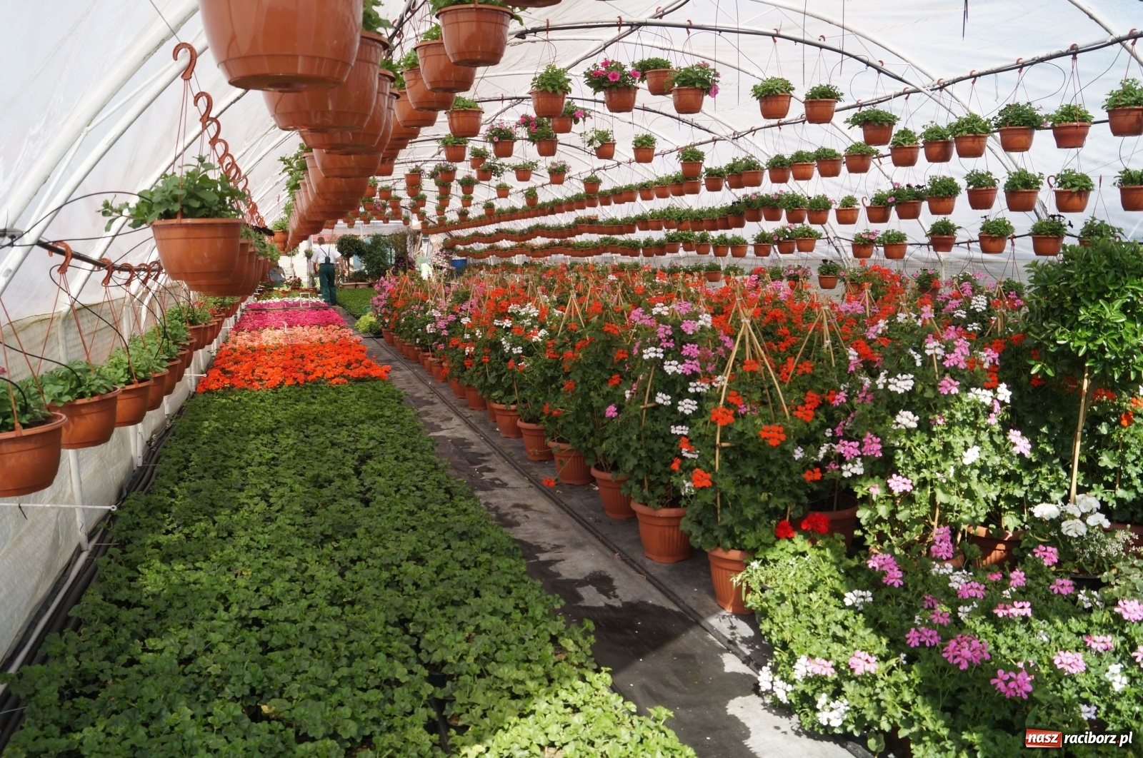 Zdjęcie w galerii na portalu naszraciborz.pl: Od 27 kwietnia PELARGONIUM rozpoczyna sprzedaż kwiatów! [FOTO ze szklarni] wiadomości z regionu