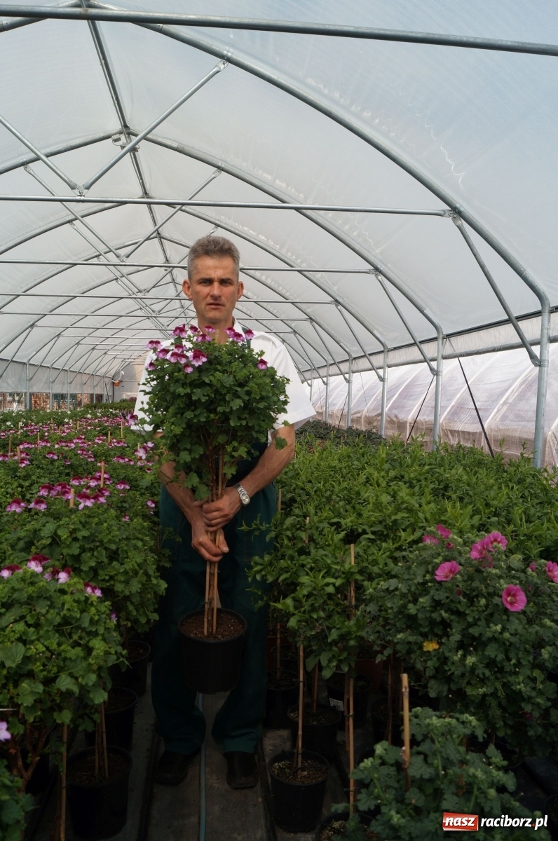 Zdjęcie w galerii na portalu naszraciborz.pl: Od 27 kwietnia PELARGONIUM rozpoczyna sprzedaż kwiatów! [FOTO ze szklarni] wiadomości z regionu